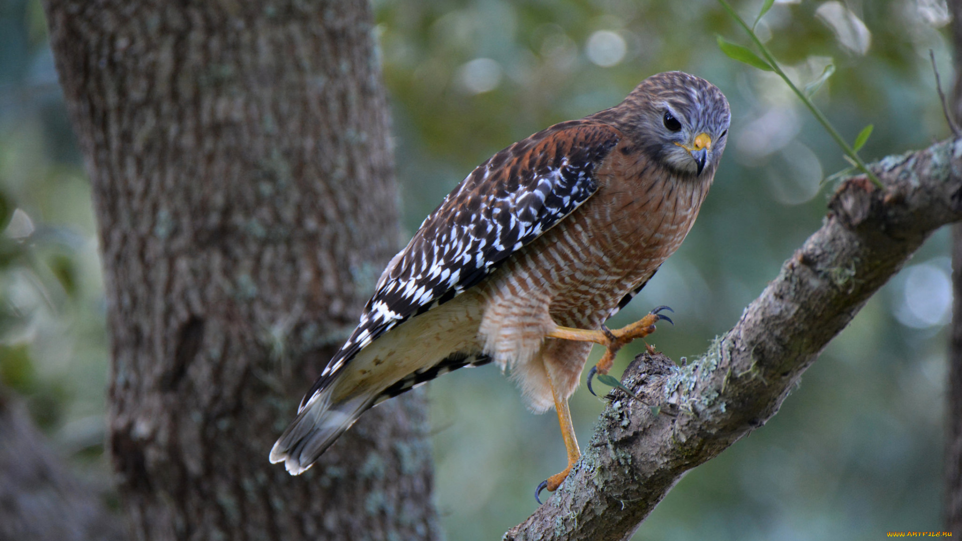 животные, птицы, -, хищники, птичка