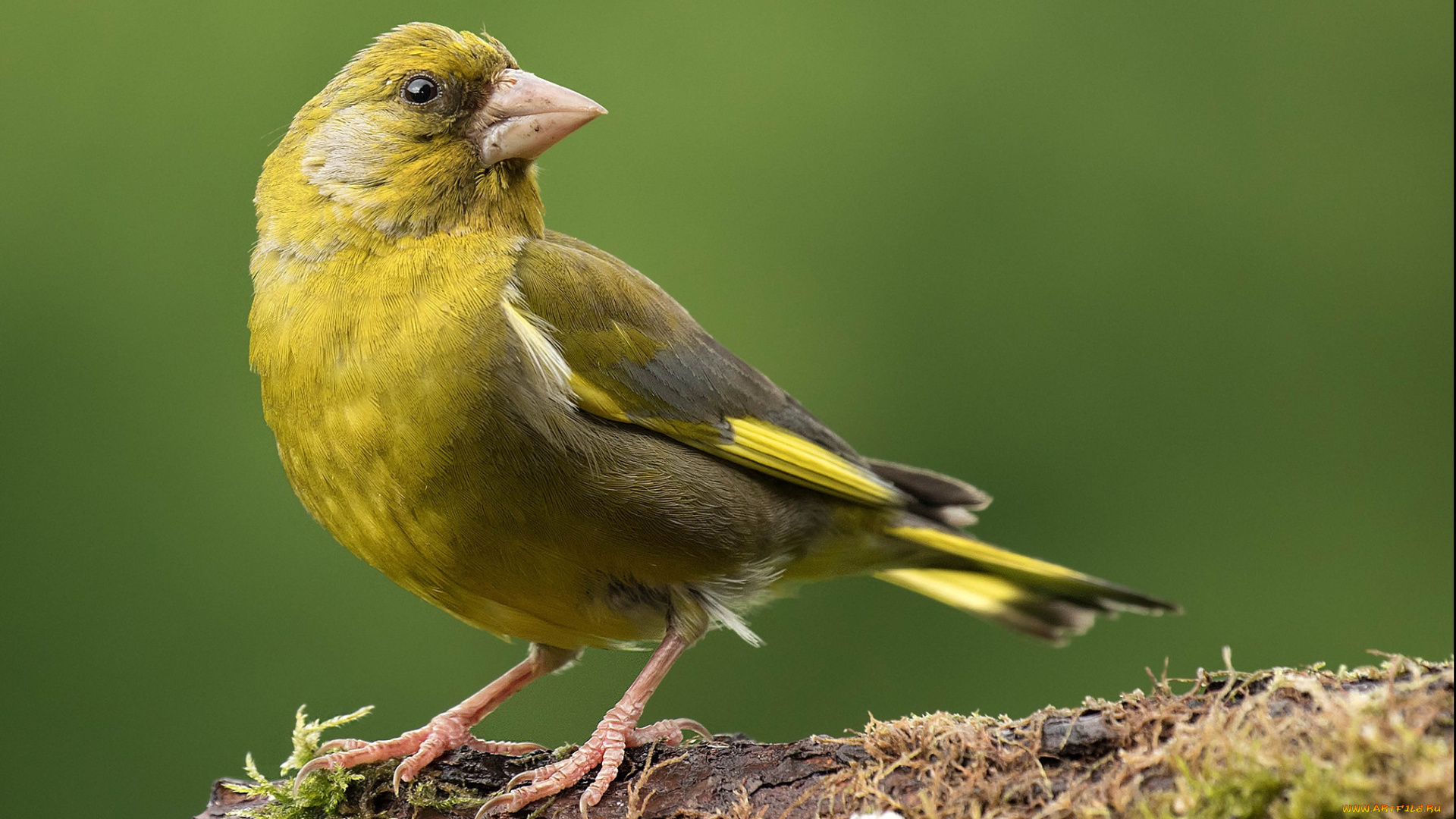 животные, птицы, птичка