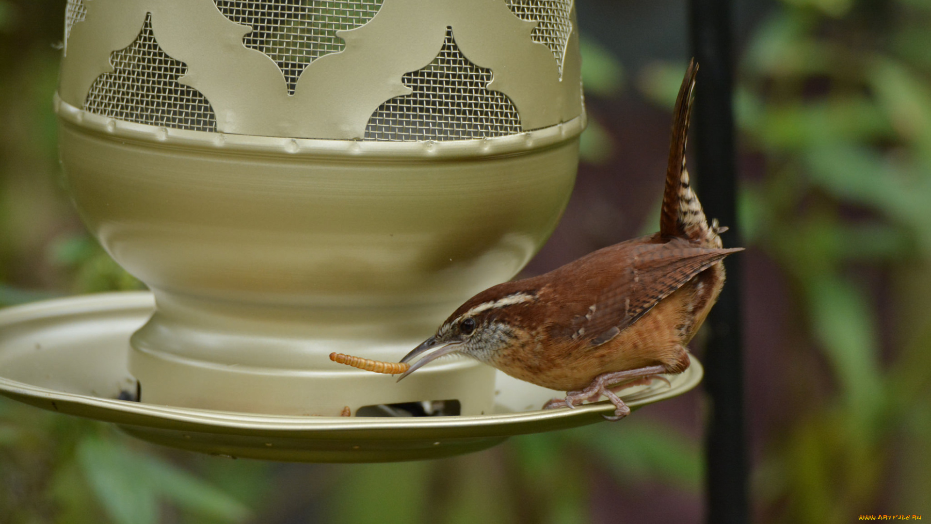 животные, птицы, птичка