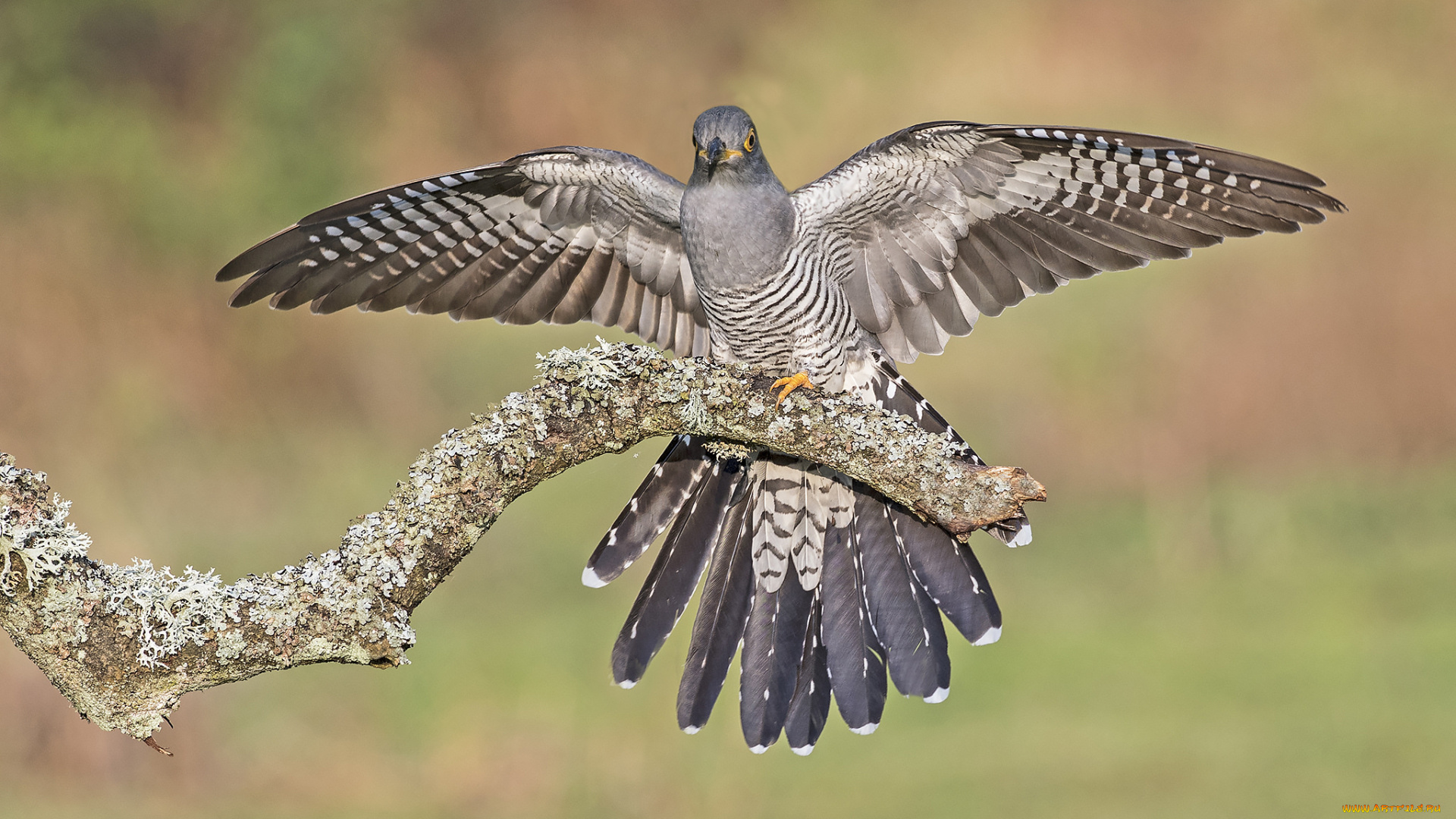 животные, птицы, птичка