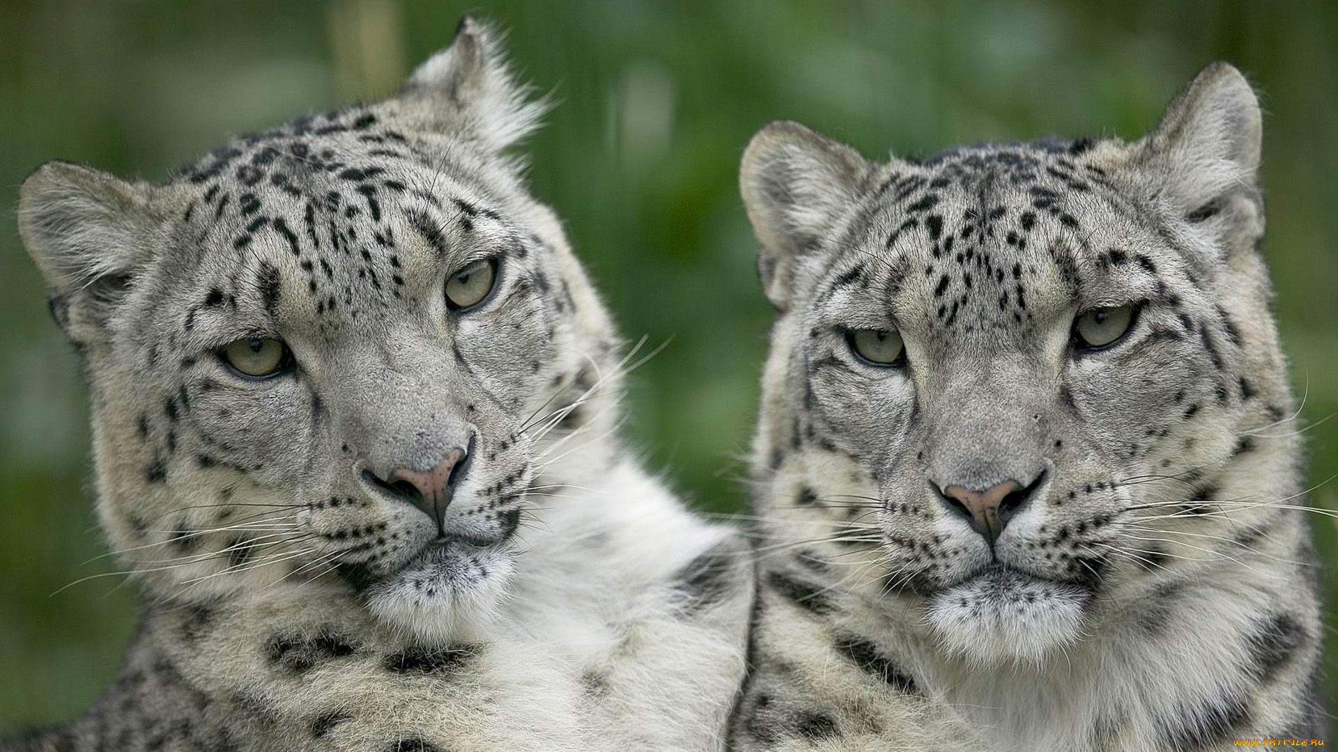 животные, снежный, барс, , ирбис, барсы, пара, хищники