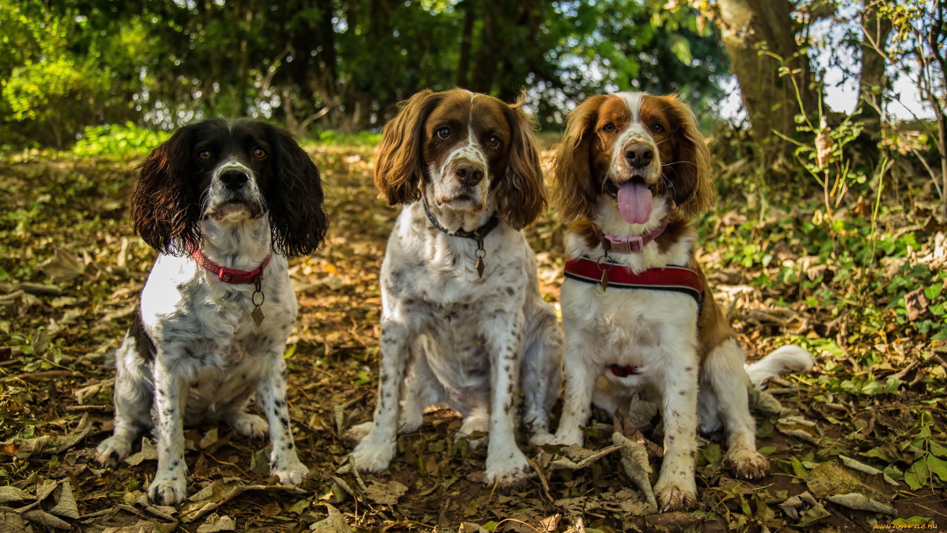 животные, собаки, собачки