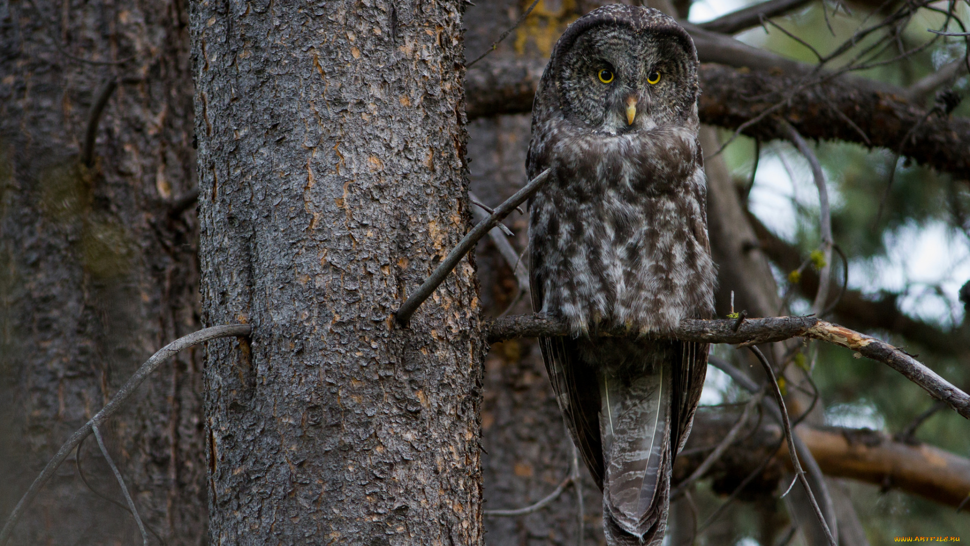 животные, совы, птичка