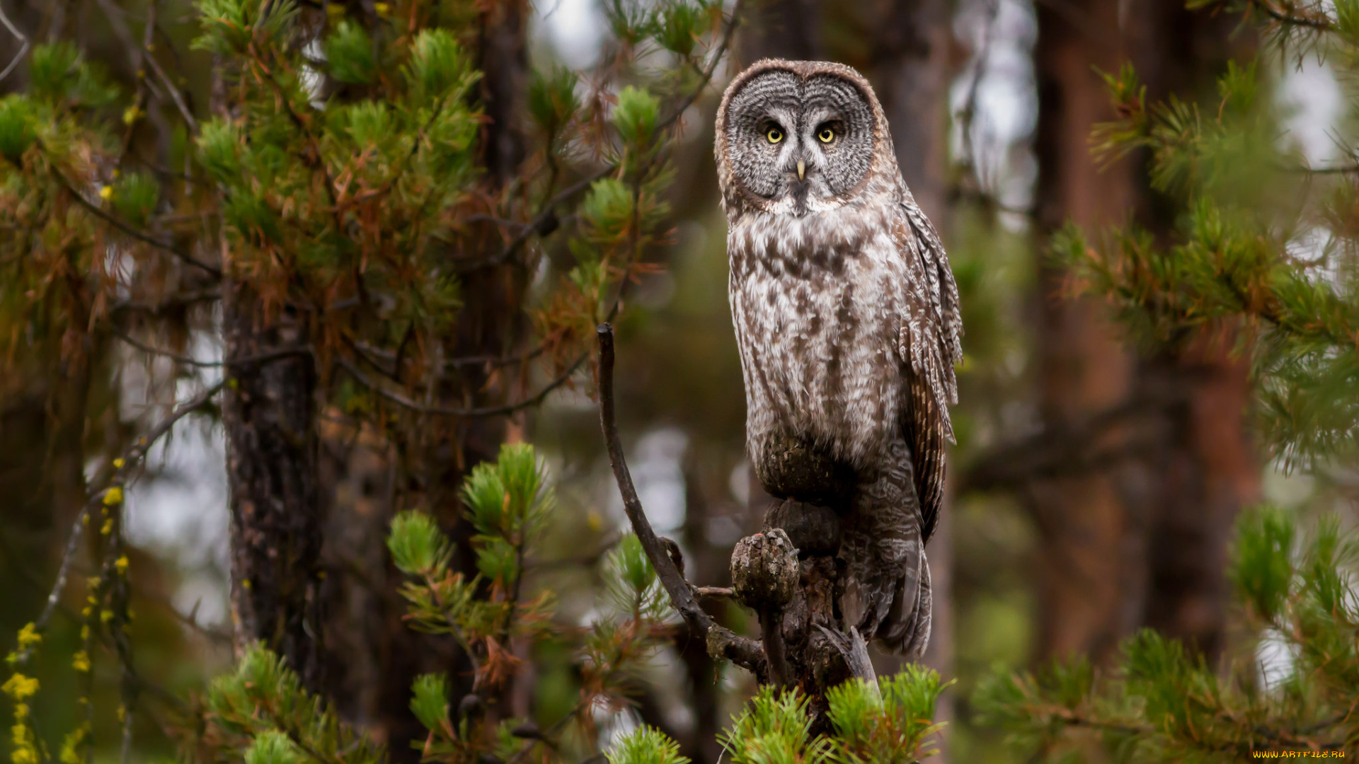 животные, совы, птичка