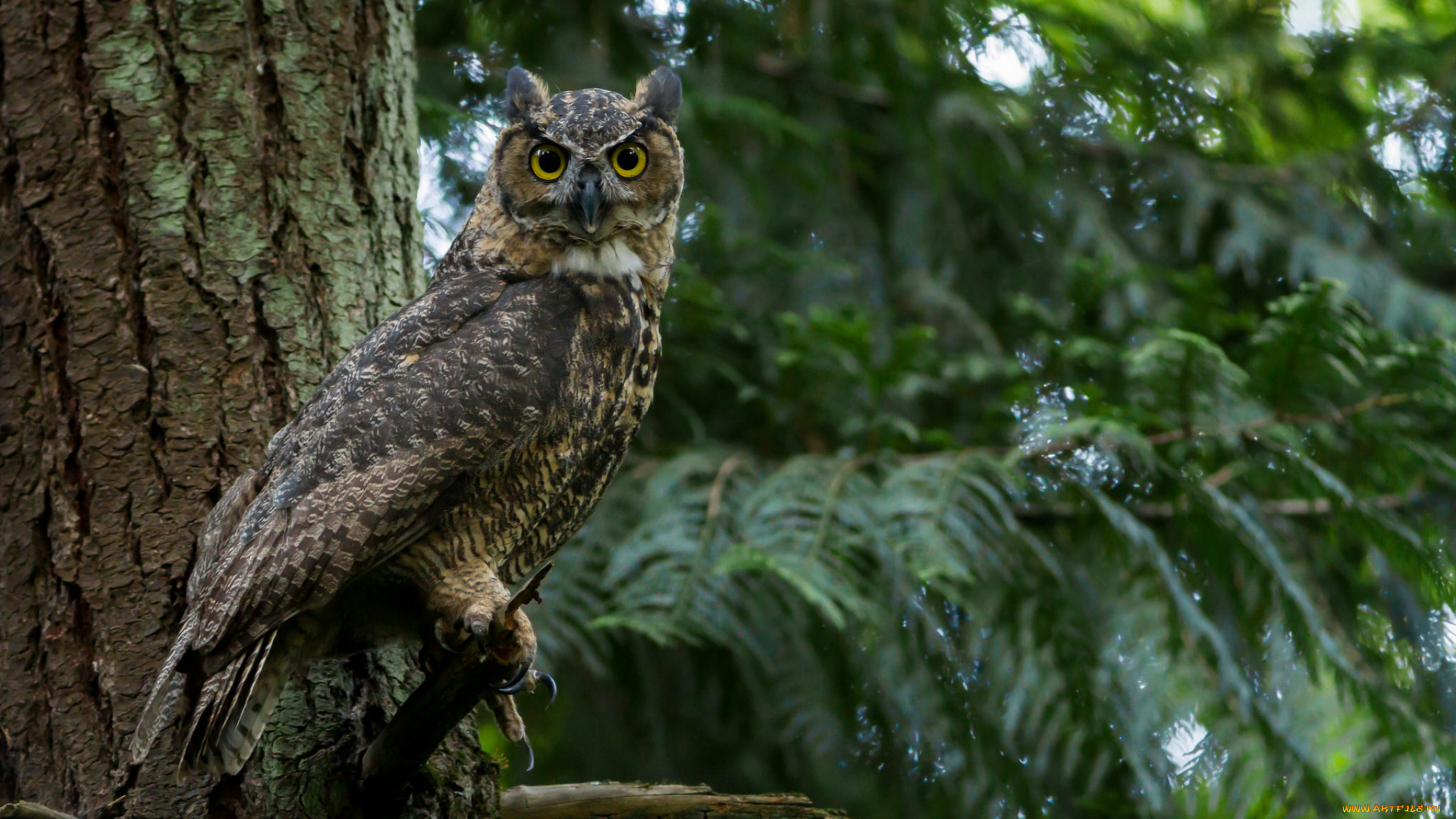 животные, совы, птичка