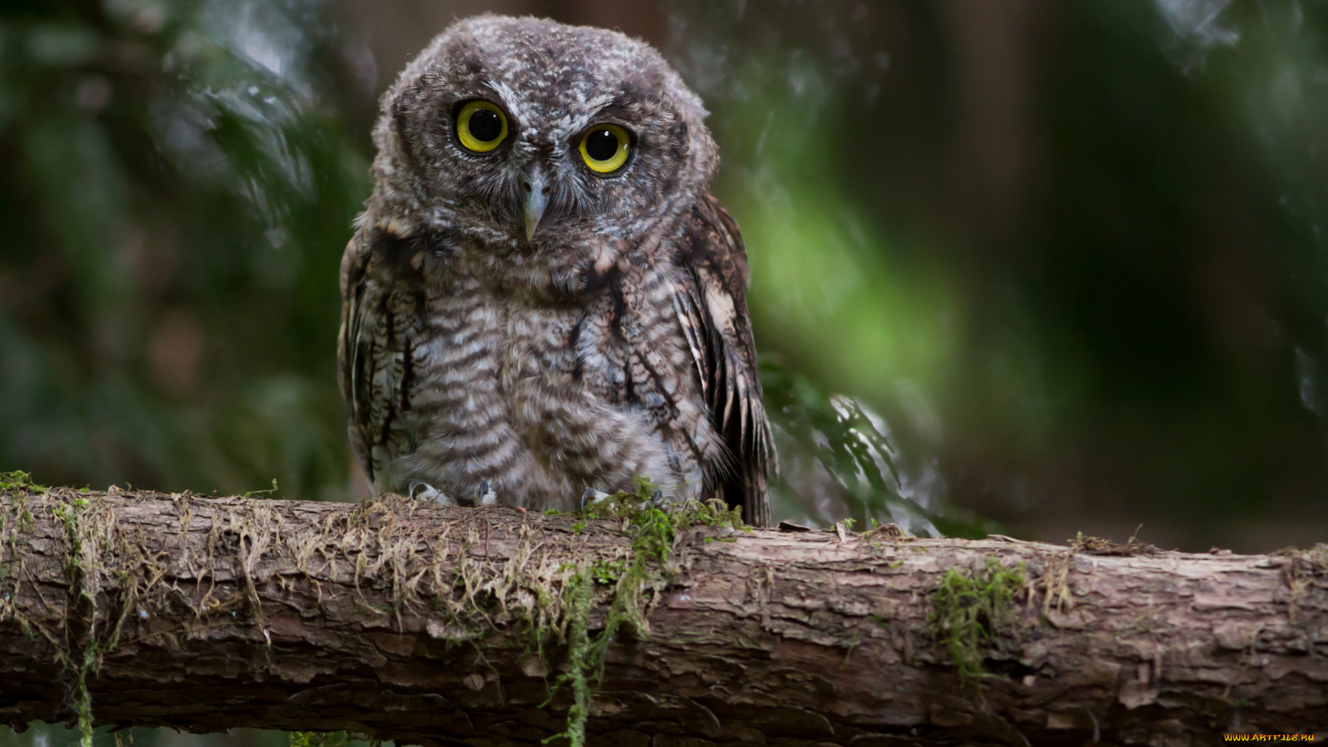 животные, совы, птичка