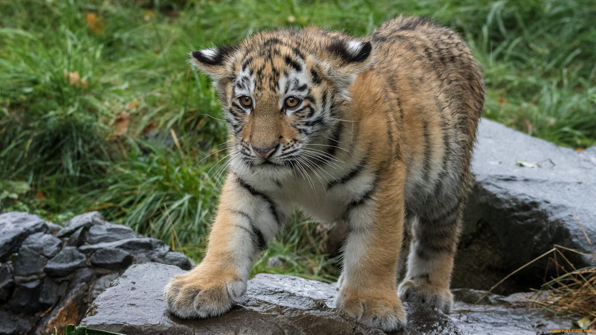 животные, тигры, хищник