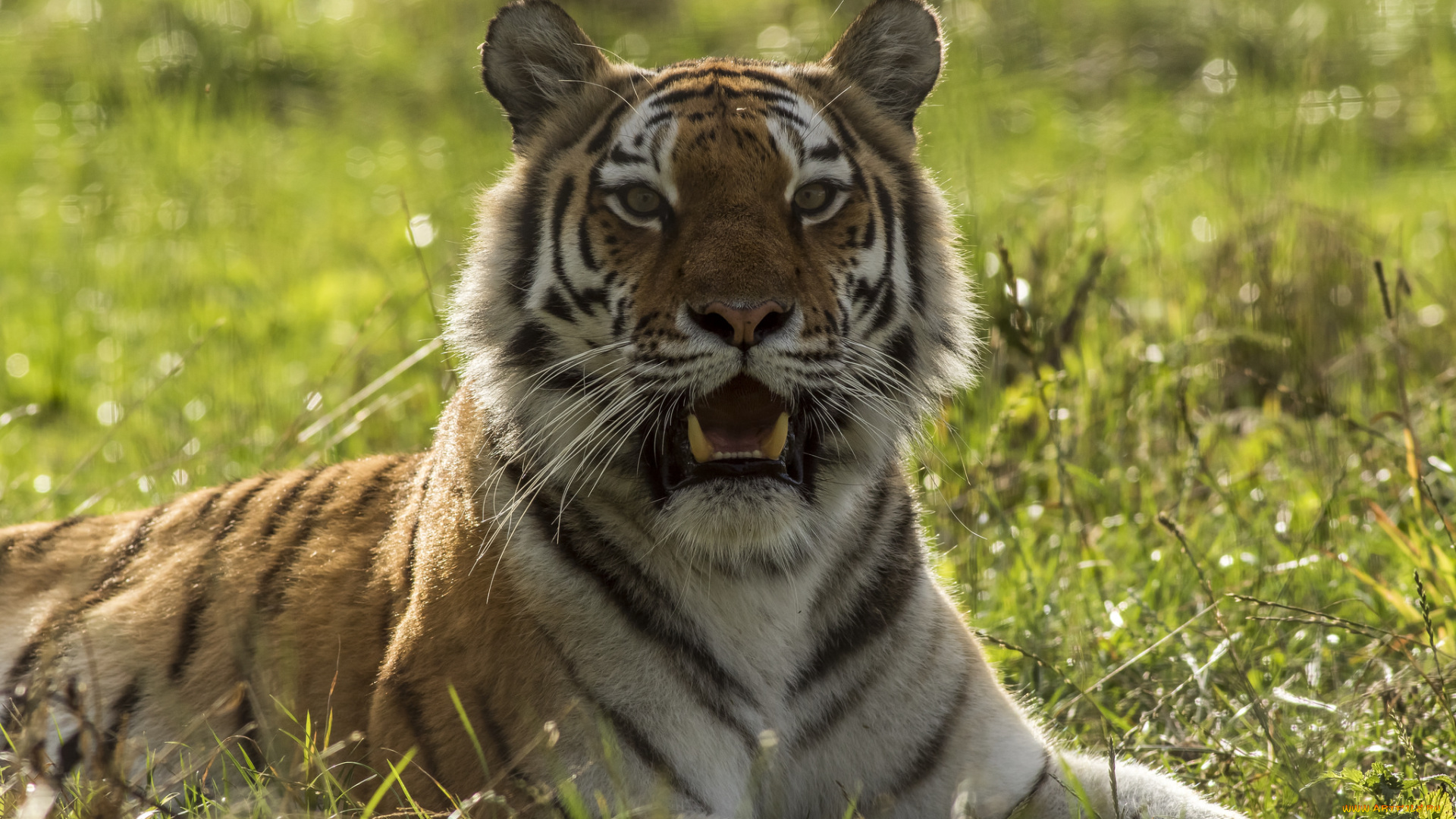 животные, тигры, хищник