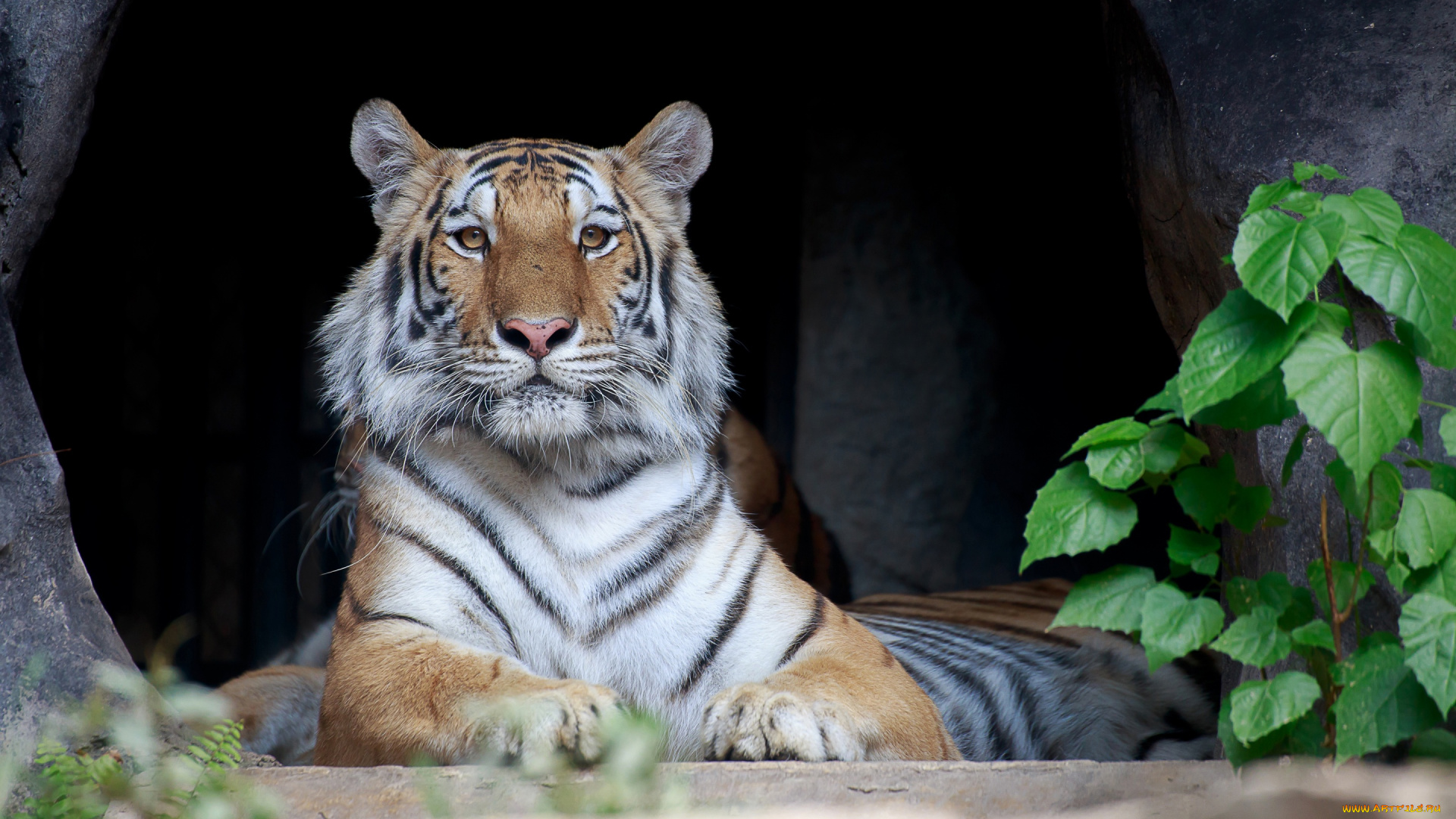 животные, тигры, тигр, отдыхает, полосатый, лежит, хищник