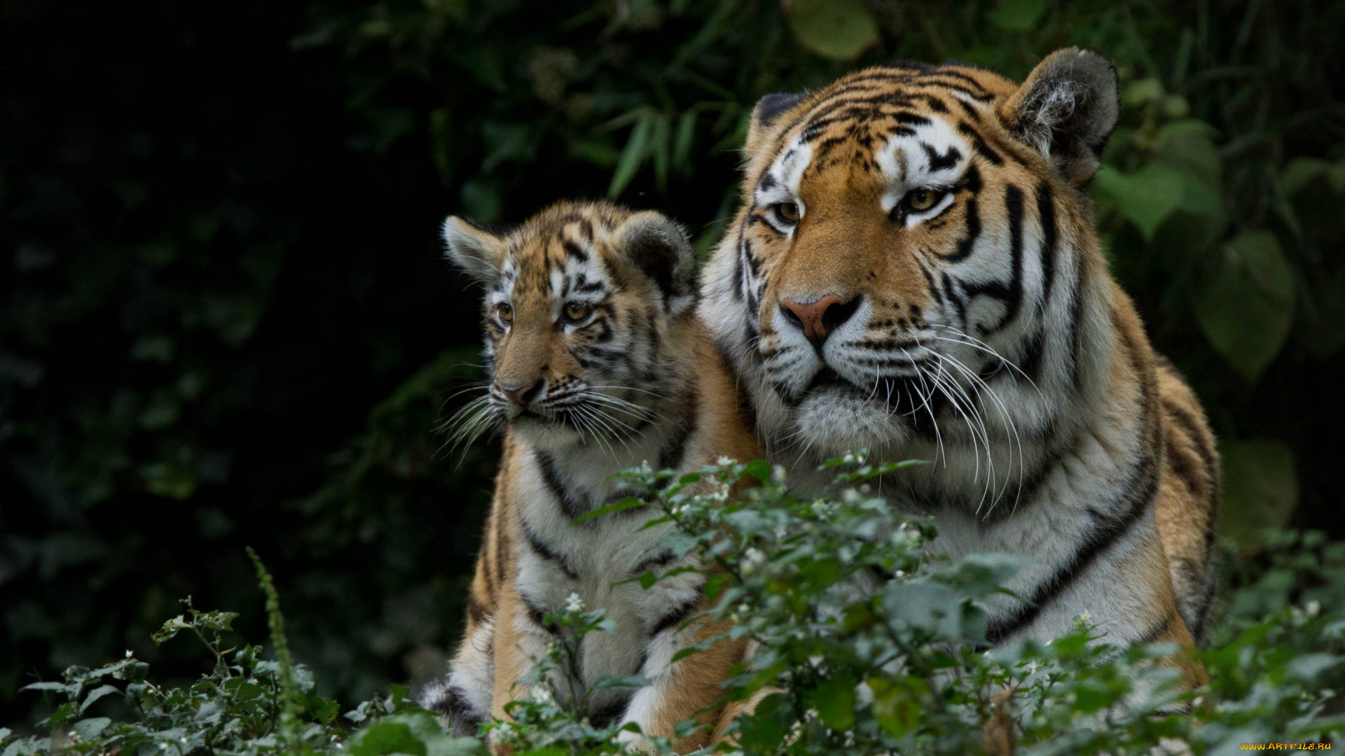 животные, тигры, тигрёнок, тигрица