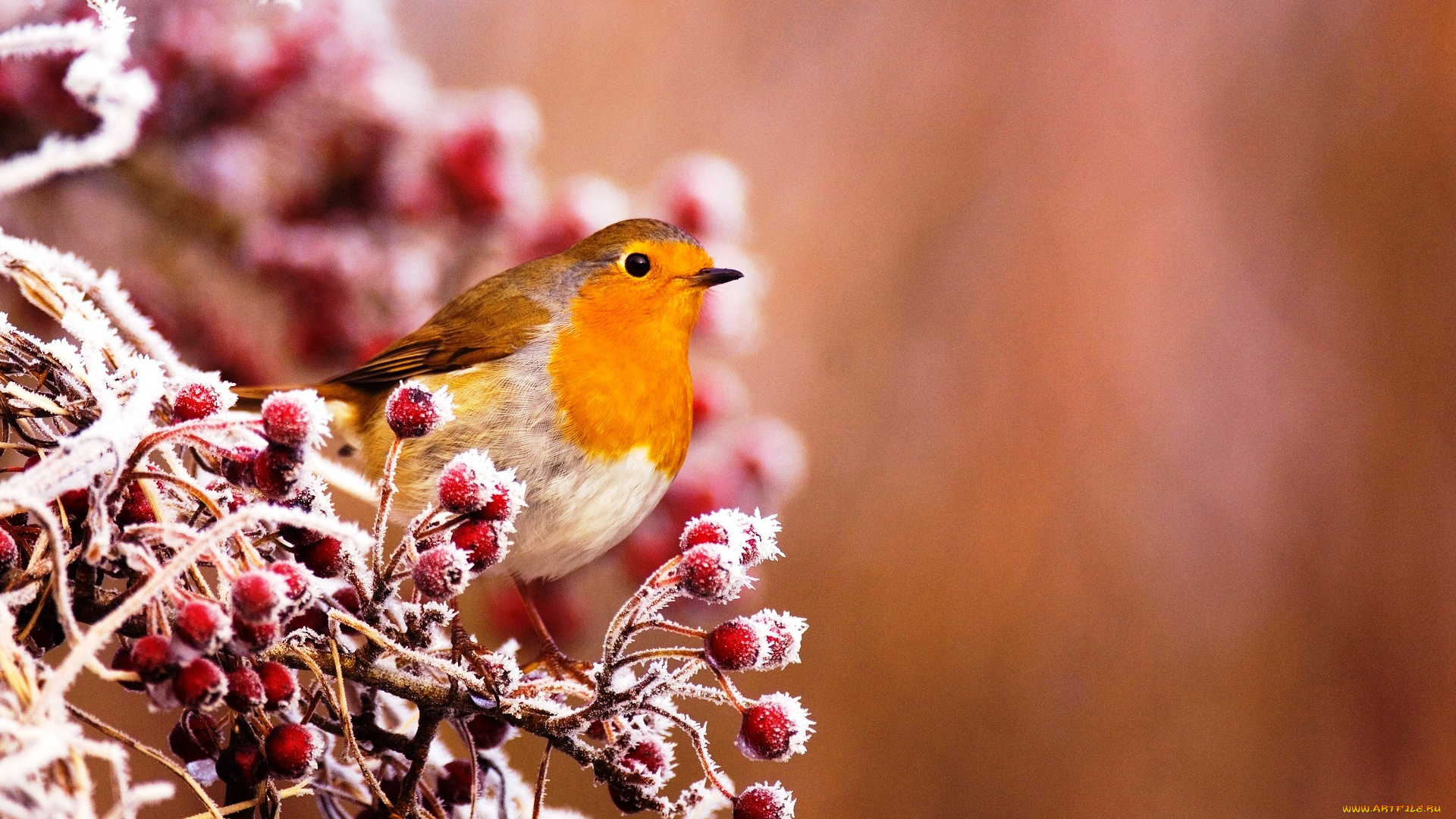 животные, зарянки, , малиновки, иней, ягоды, зарянка, ветка, снег, птица