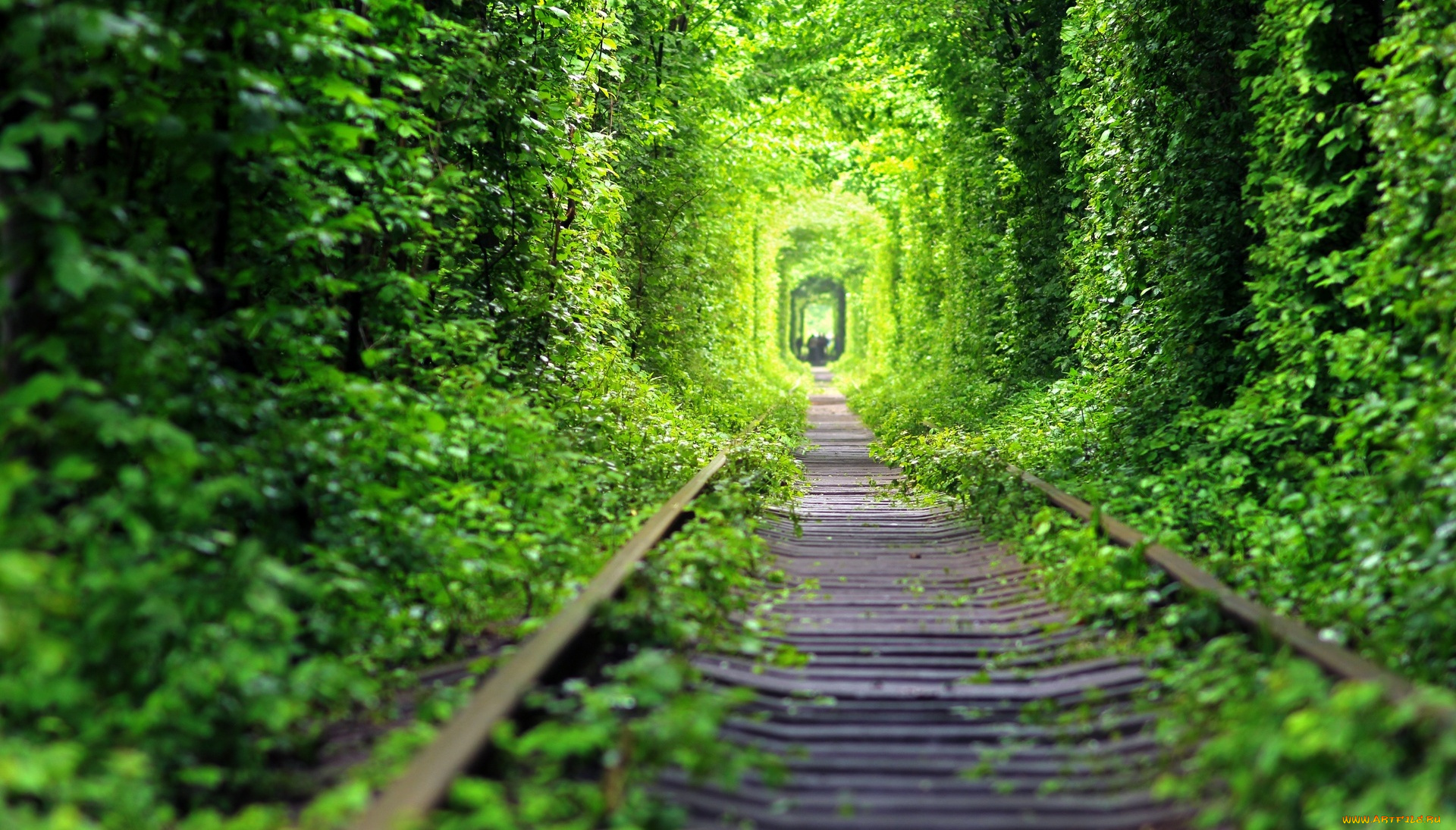 разное, транспортные, средства, и, магистрали, зелень, шпалы, железная, дорога, рельсы, лес