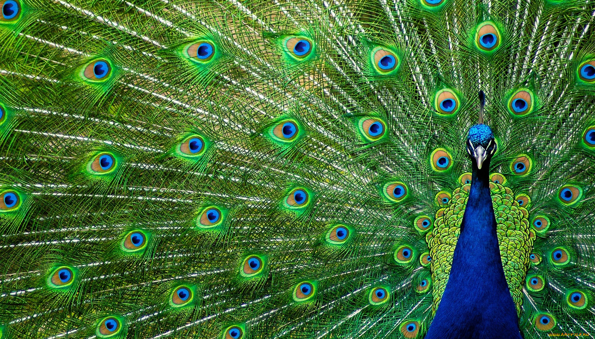 животные, павлины, хвост, павлин