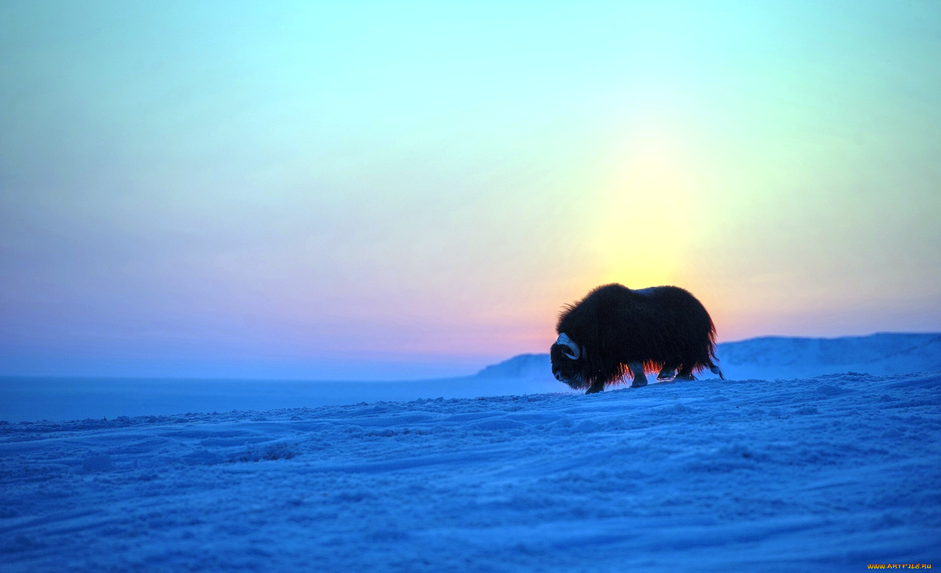 животные, коровы, , буйволы, небо, зима, снег, овцебык