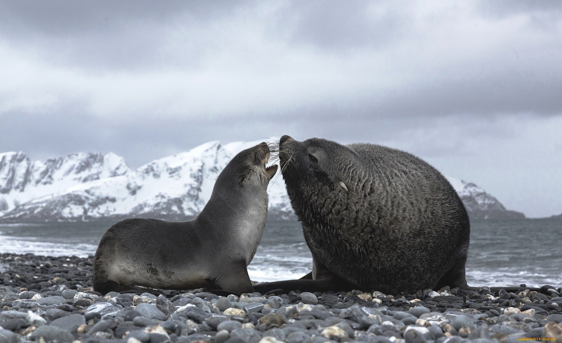 кергеленские, морские, котики, животные, тюлени, , морские, львы, , морские, котики, камни, берег, беседа, горы, галька, море