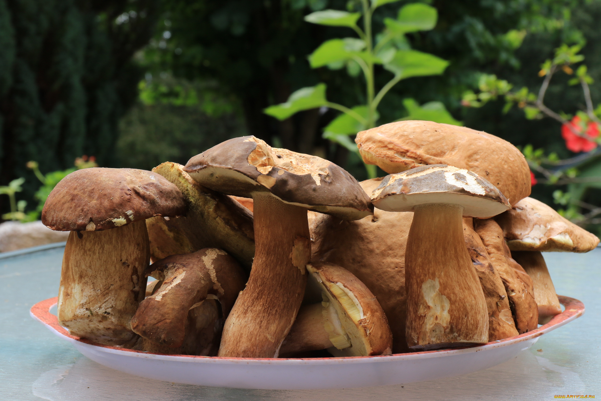 еда, грибы, , грибные, блюда, боровики