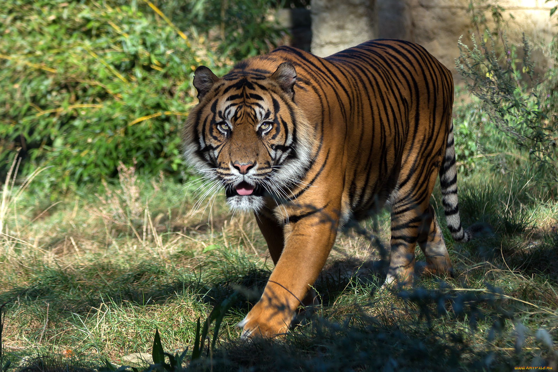 животные, тигры, хищник