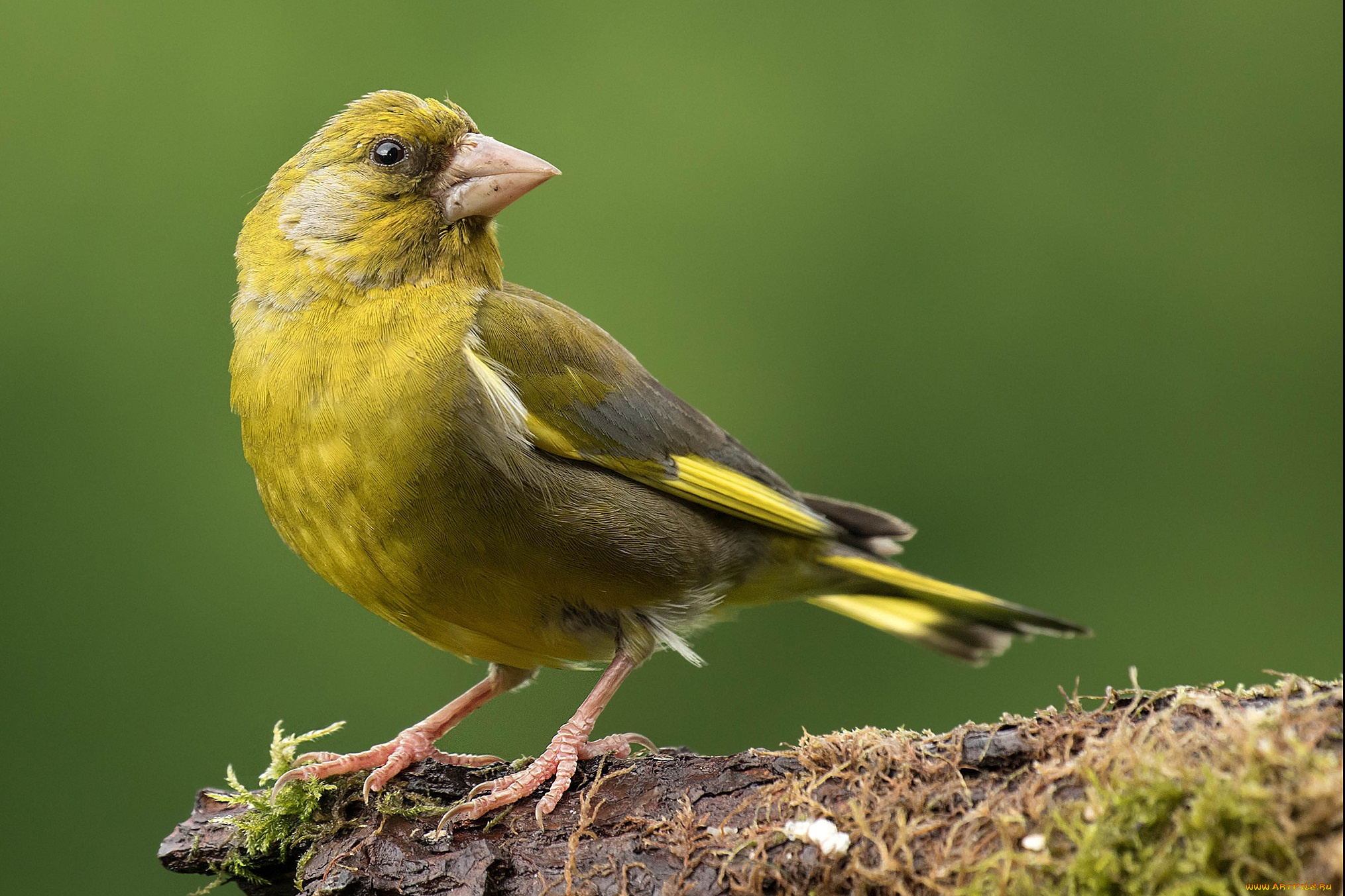 животные, птицы, птичка