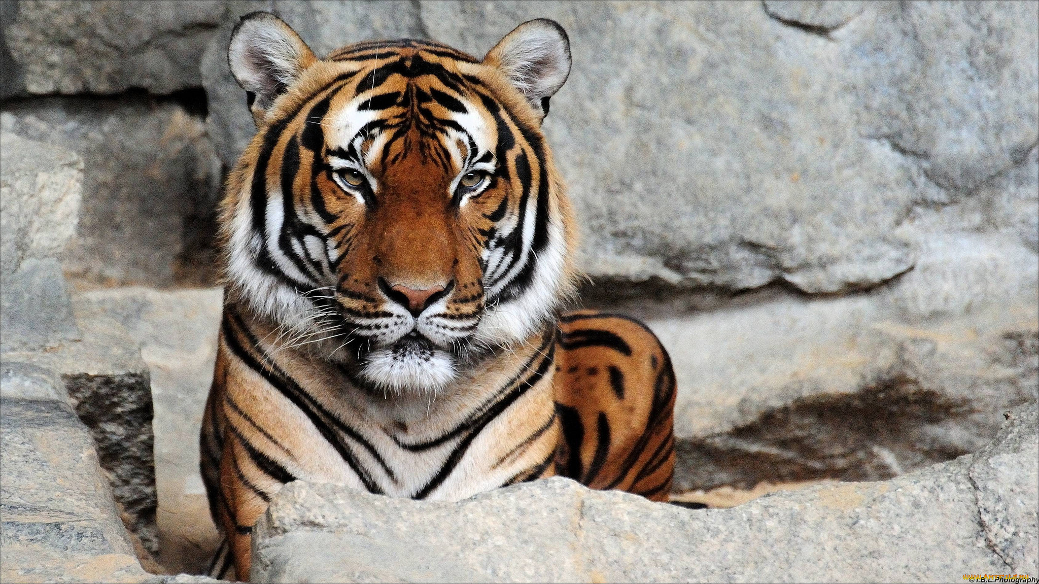 животные, тигры, хищник