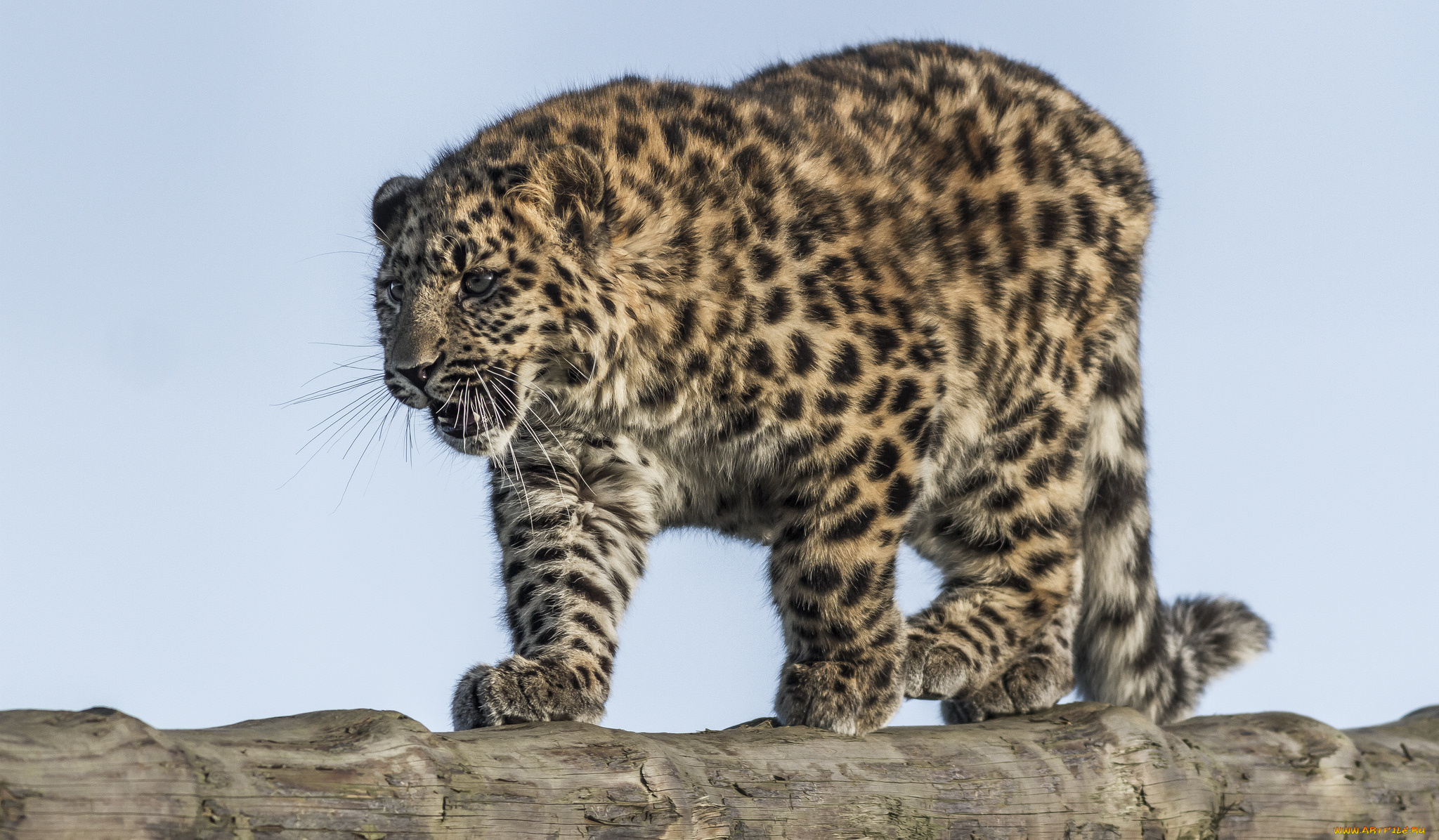 amur, leopard, животные, леопарды, хищник