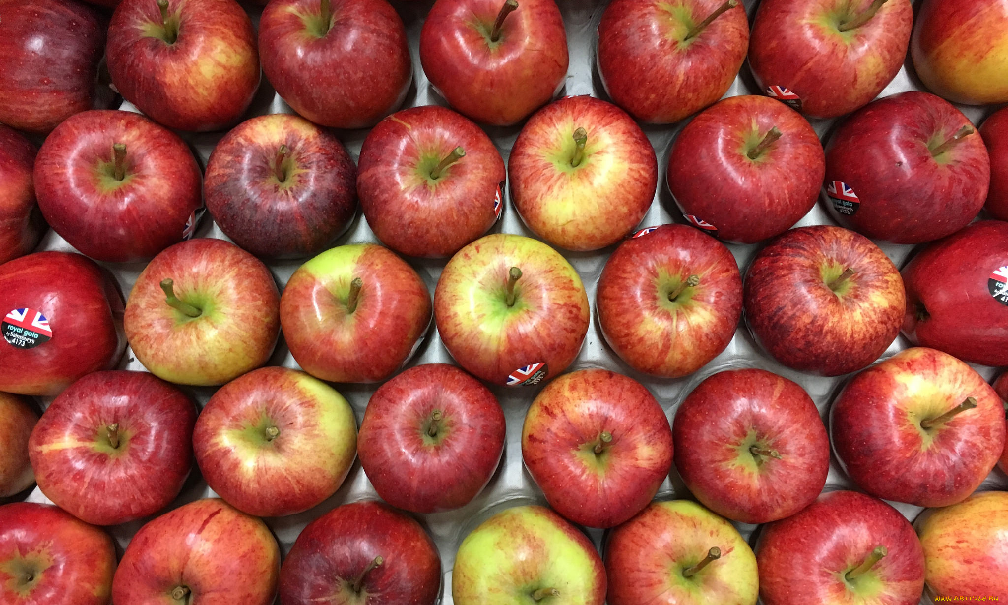 еда, Яблоки, яблочки