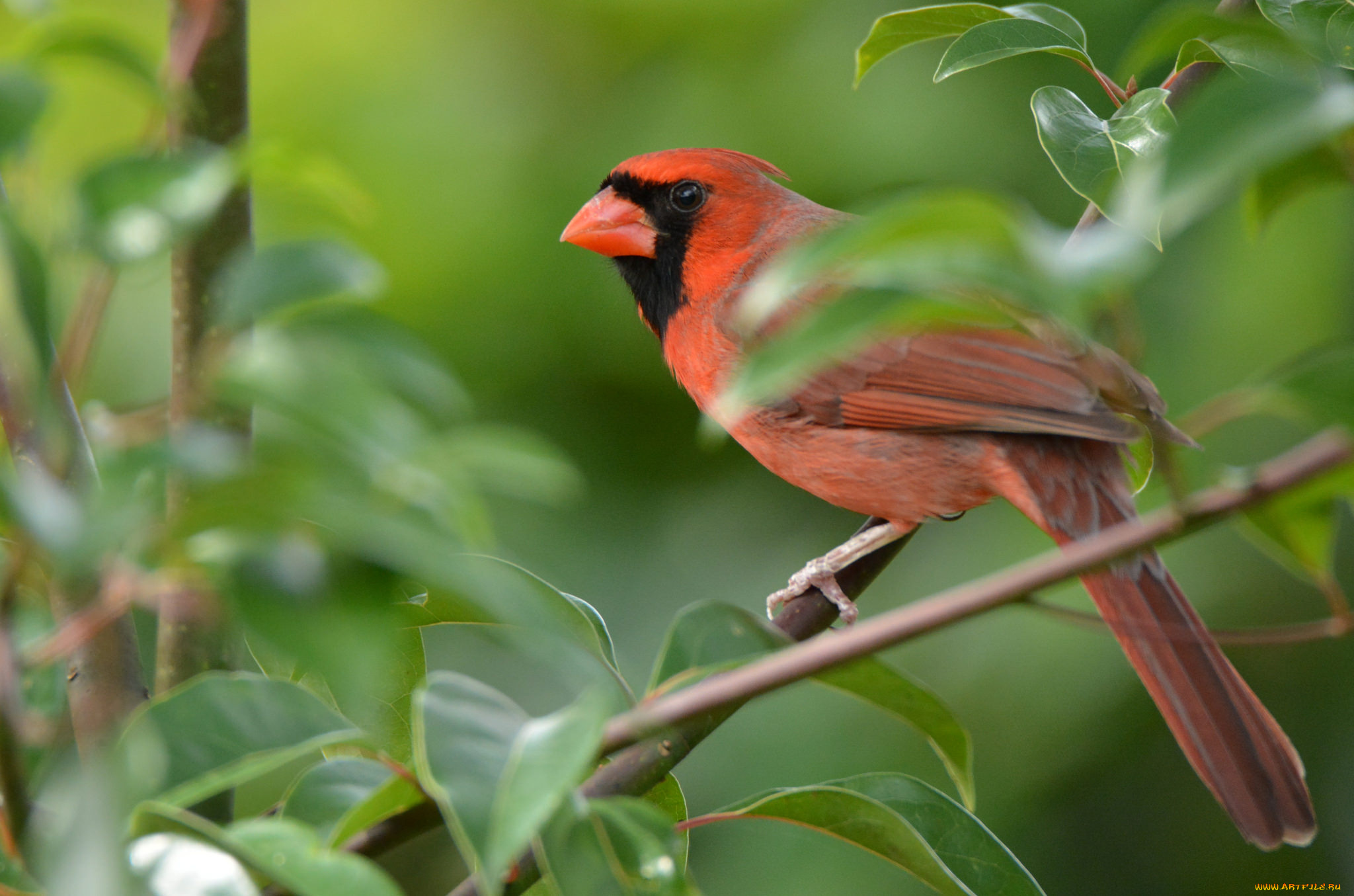 животные, кардиналы, птичка