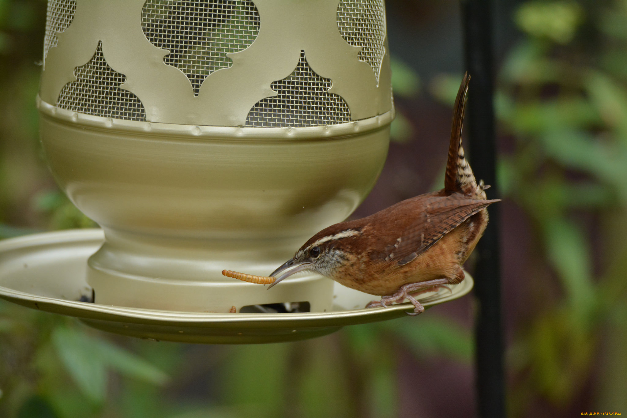 животные, птицы, птичка