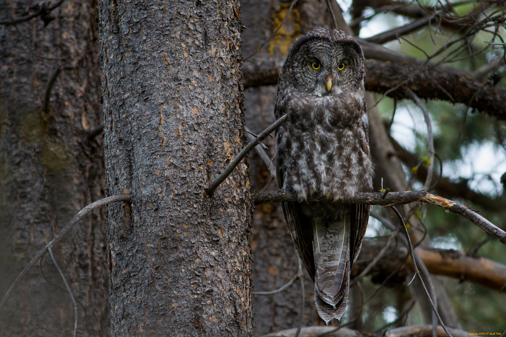 животные, совы, птичка