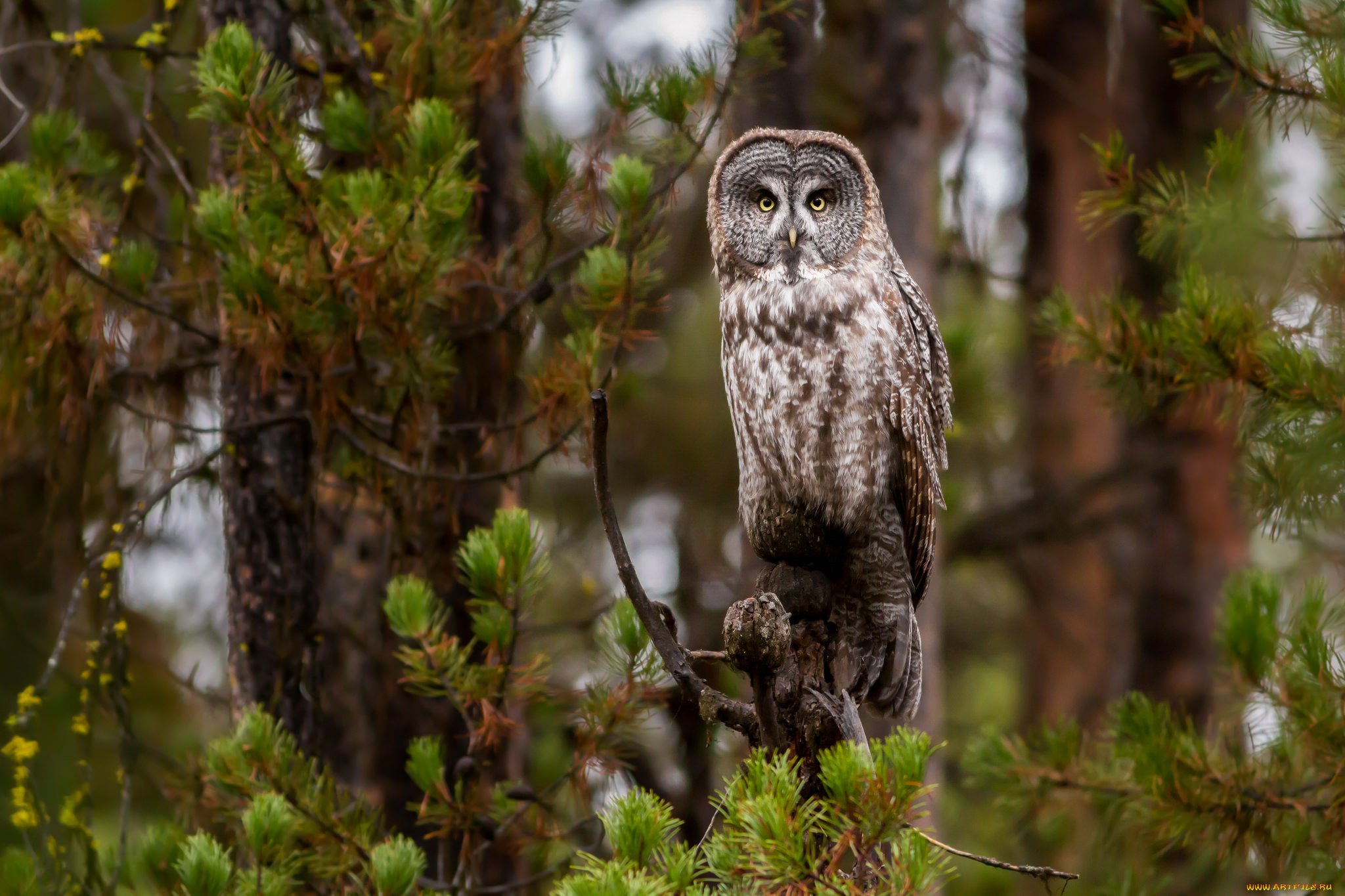 животные, совы, птичка