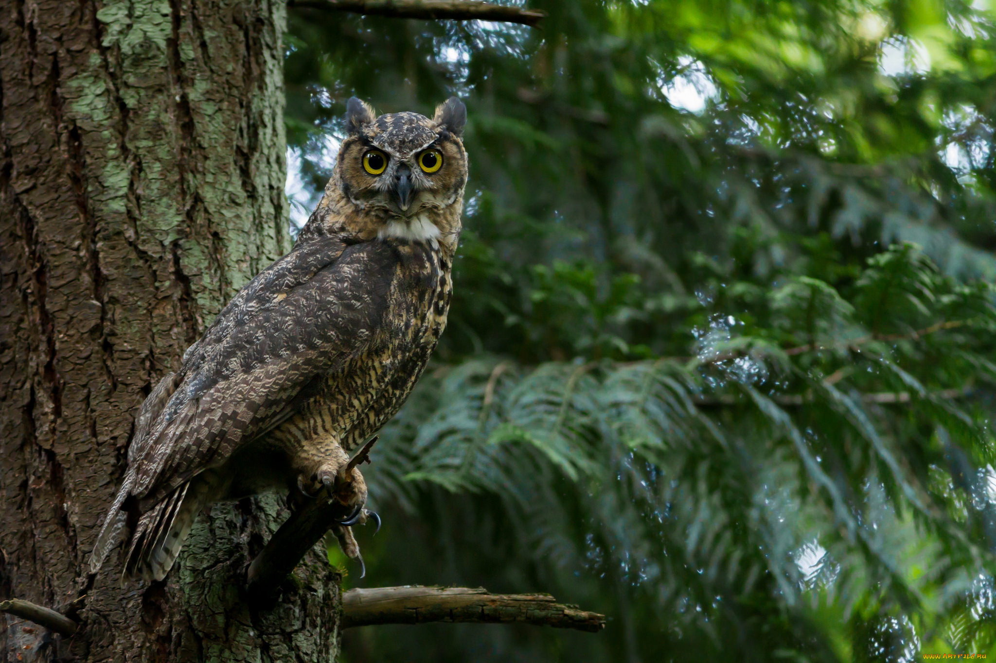 животные, совы, птичка