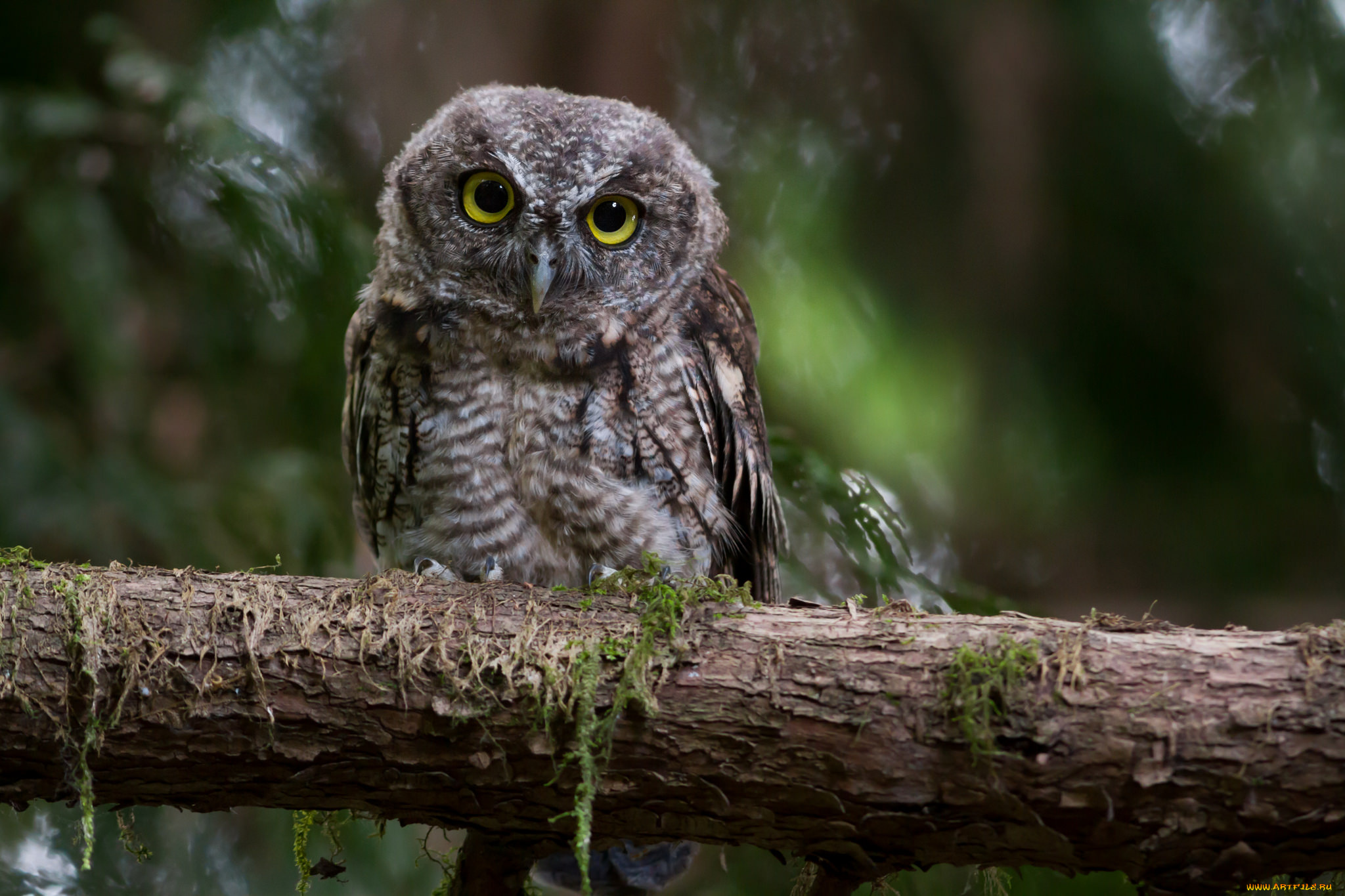 животные, совы, птичка