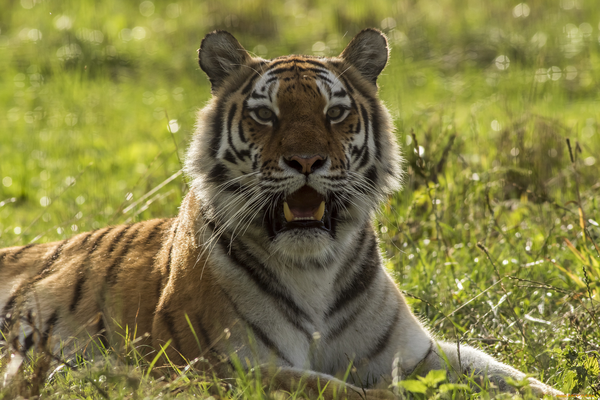 животные, тигры, хищник