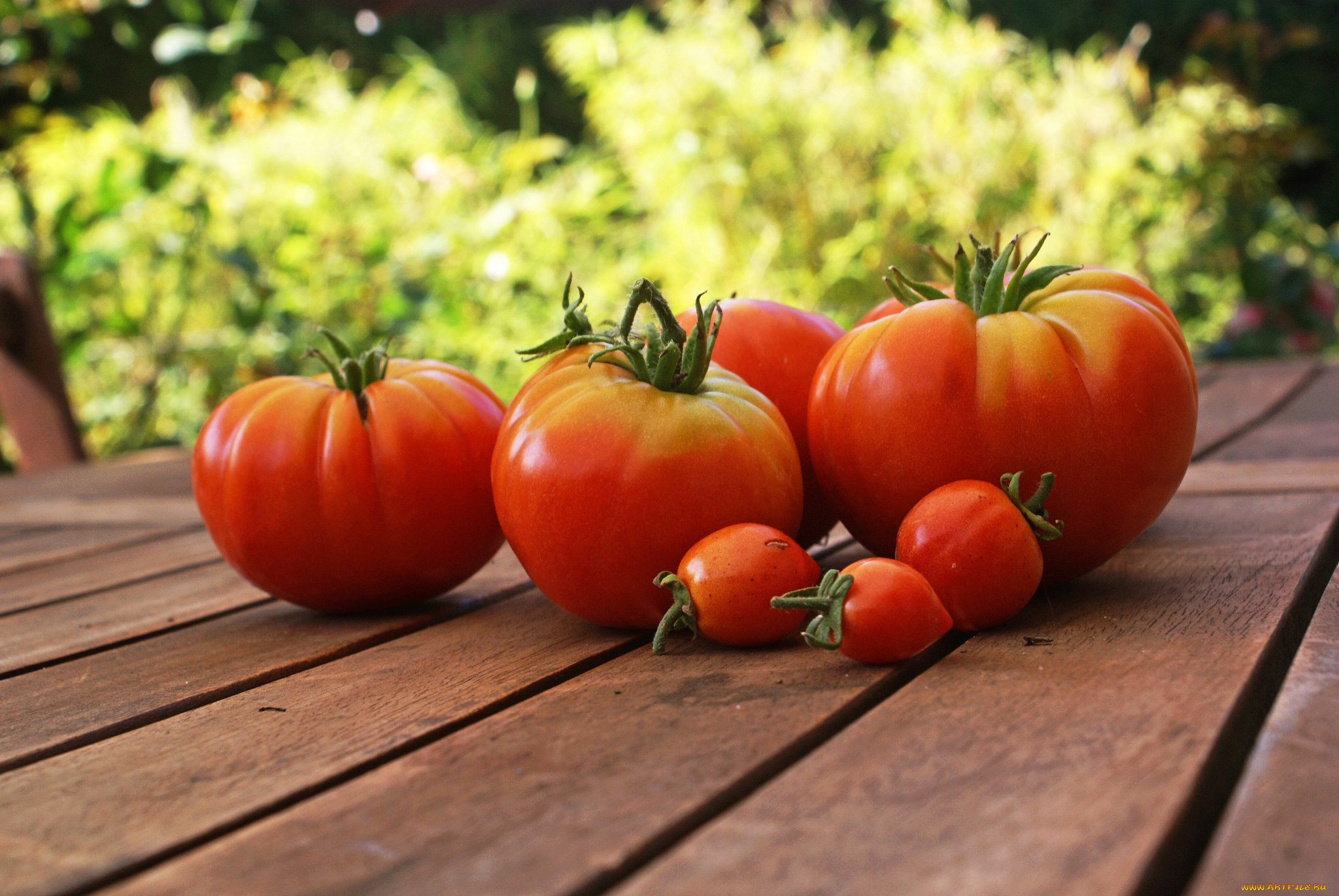 еда, помидоры, томаты