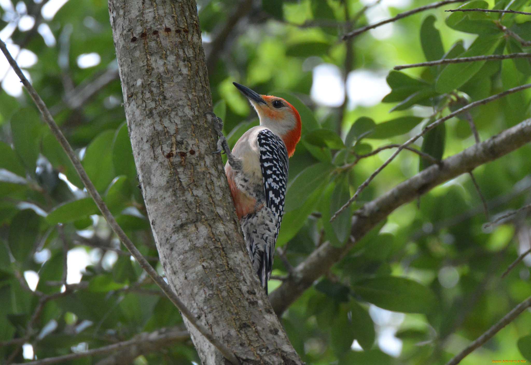 животные, дятлы, птичка