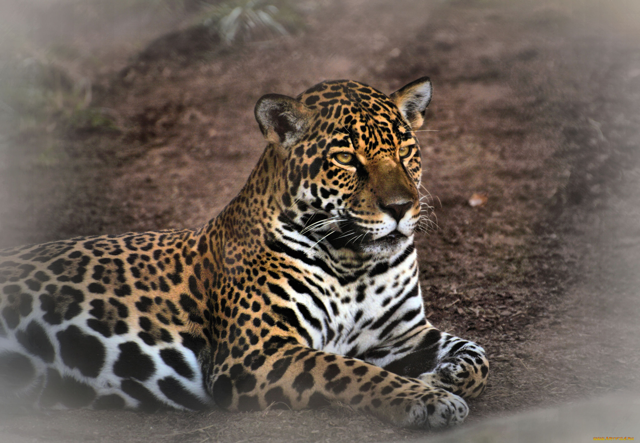 jaguar, животные, Ягуары, хищник
