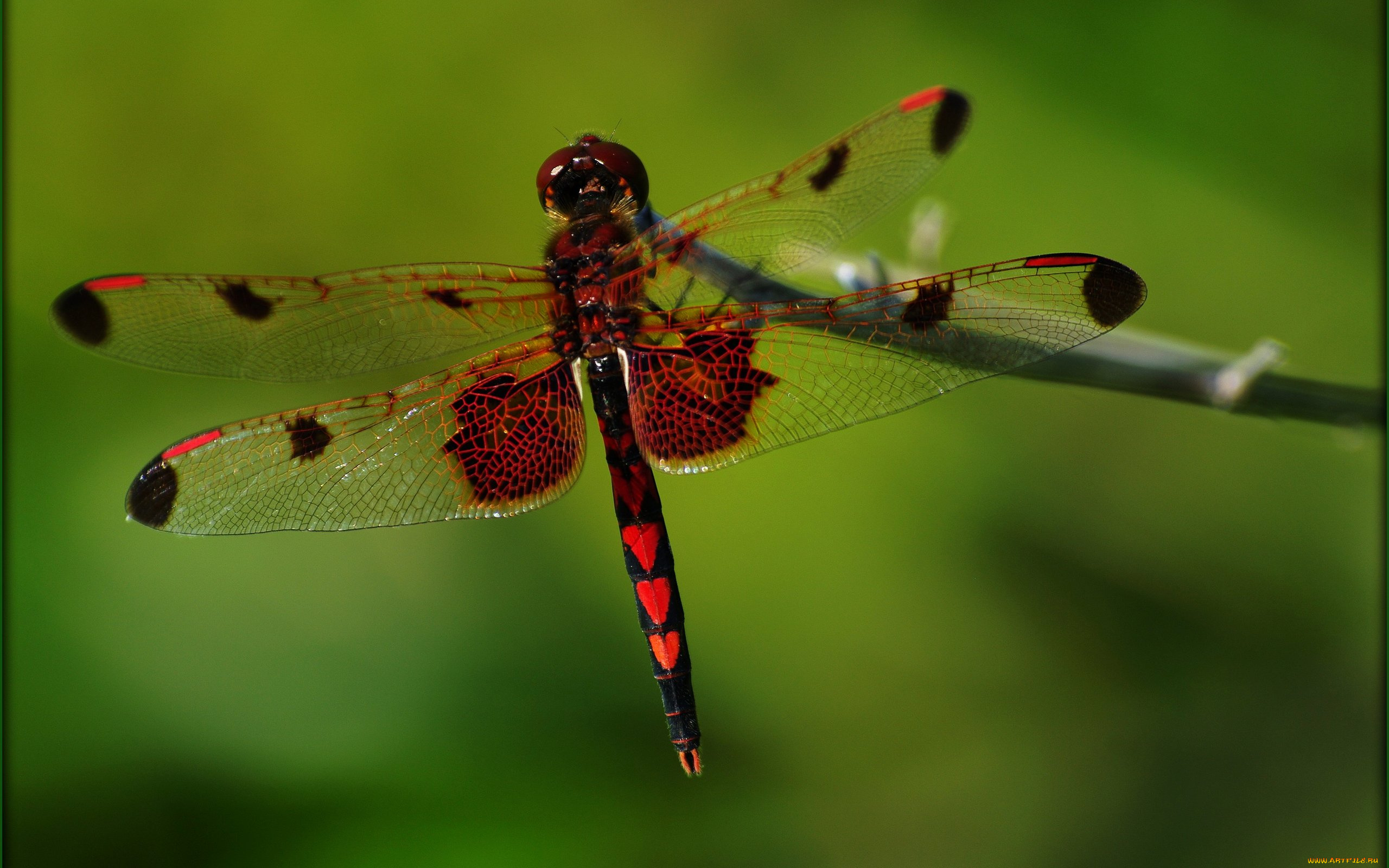 животные, стрекозы, сучок, насекомое, стрекоза