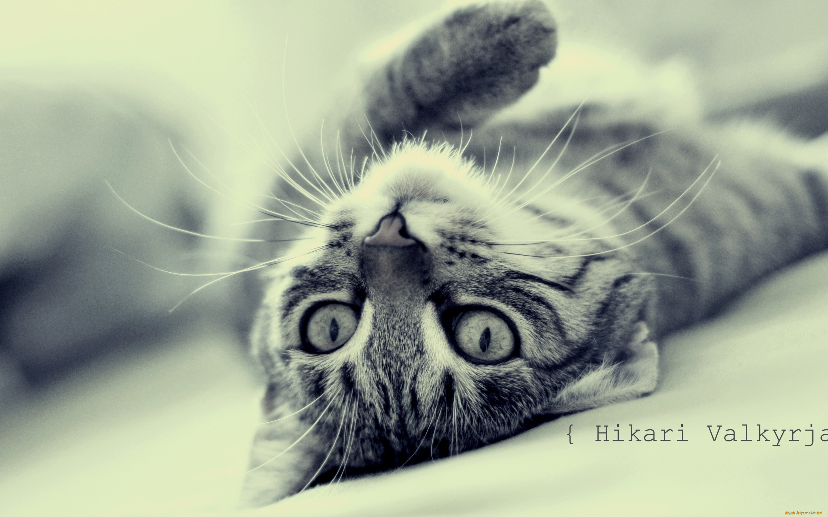 животные, коты, кошка, лежит