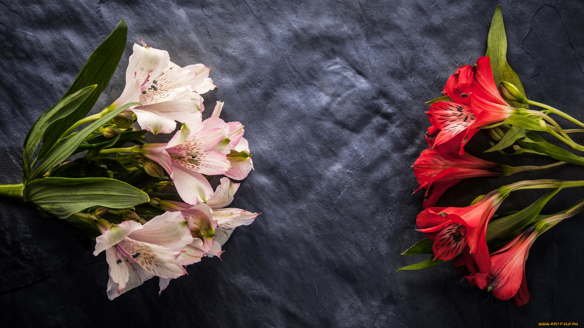 цветы, альстромерия, соцветия