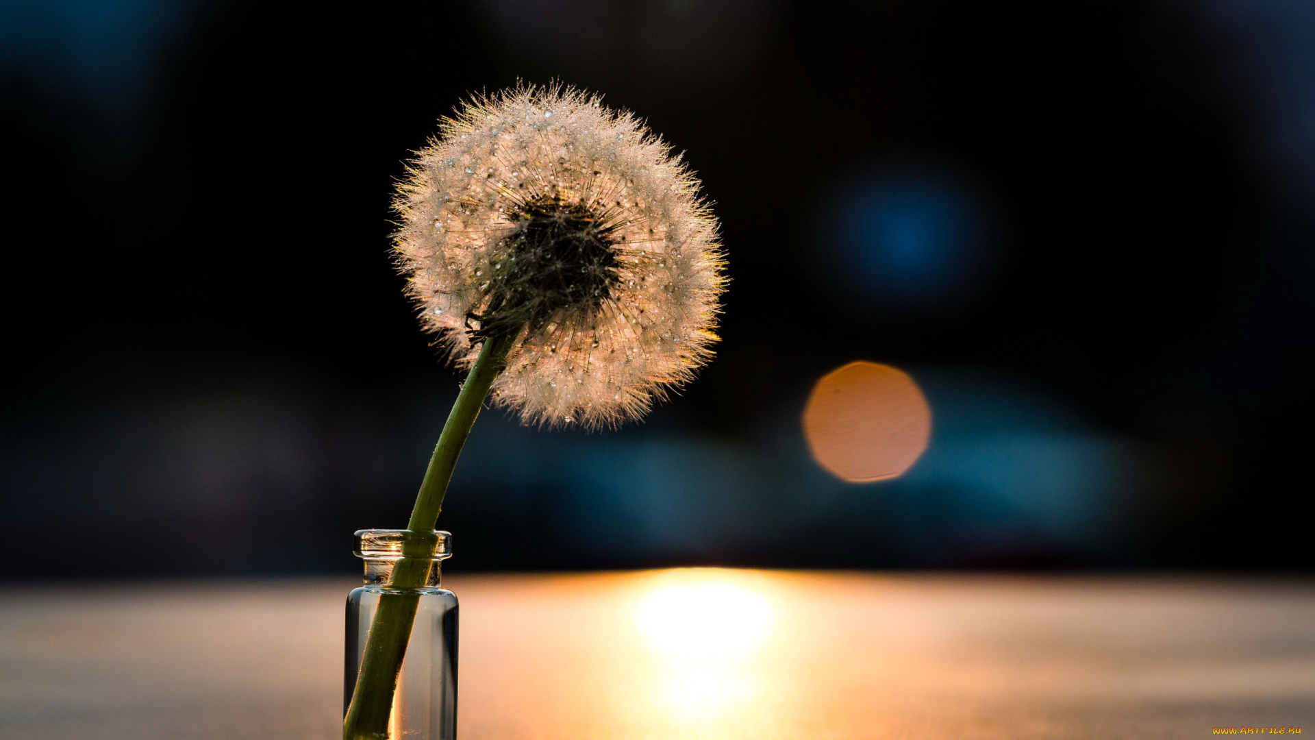 цветы, одуванчики, пушистик