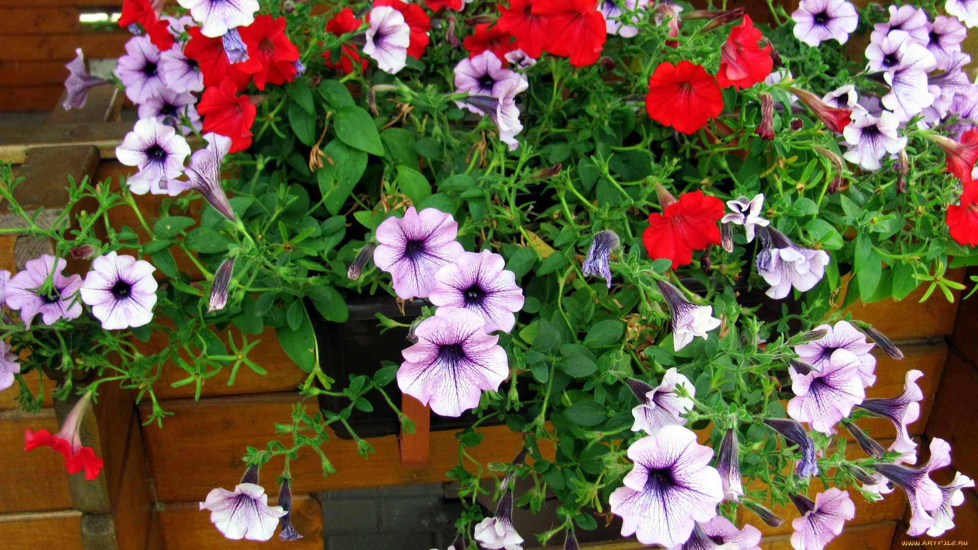 цветы, петунии, , калибрахоа, сурфиния