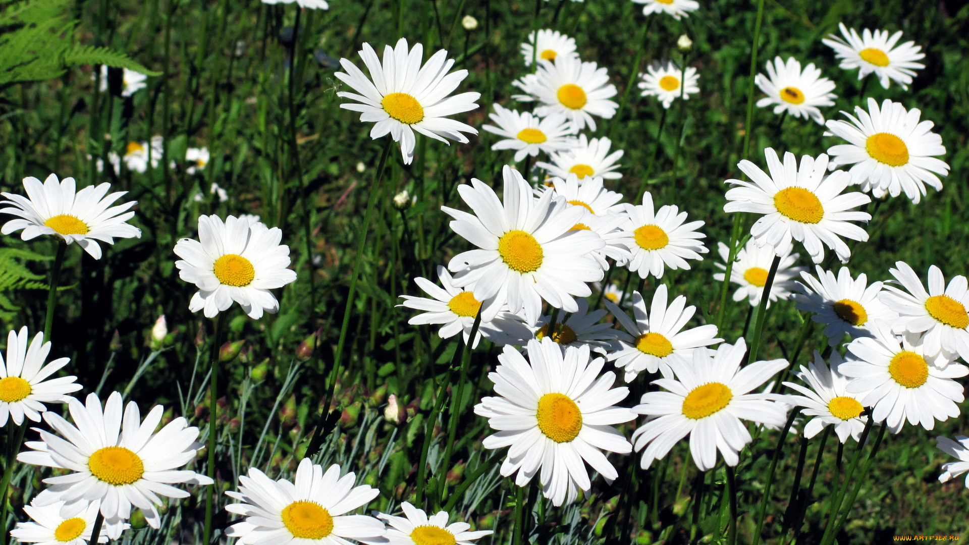 цветы, ромашки, белый