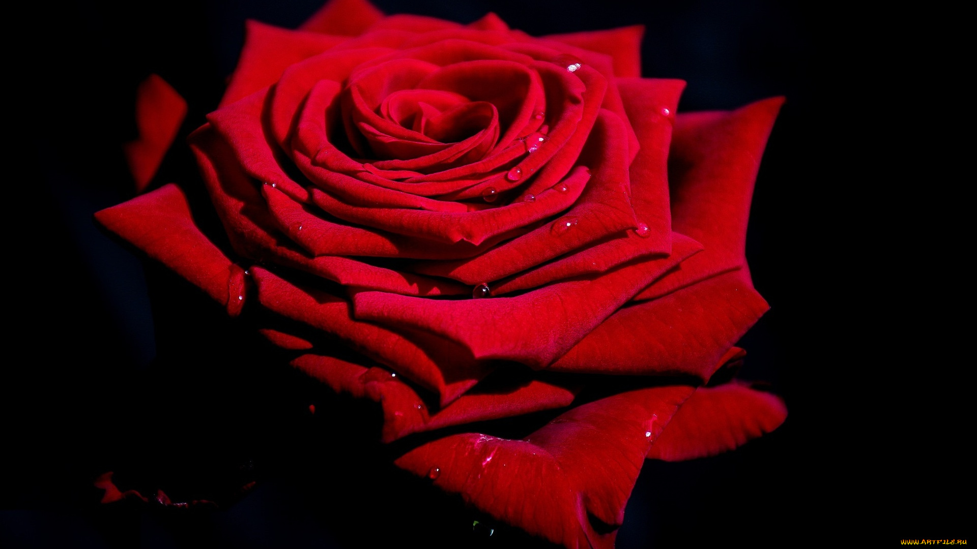 цветы, розы, марок, капли