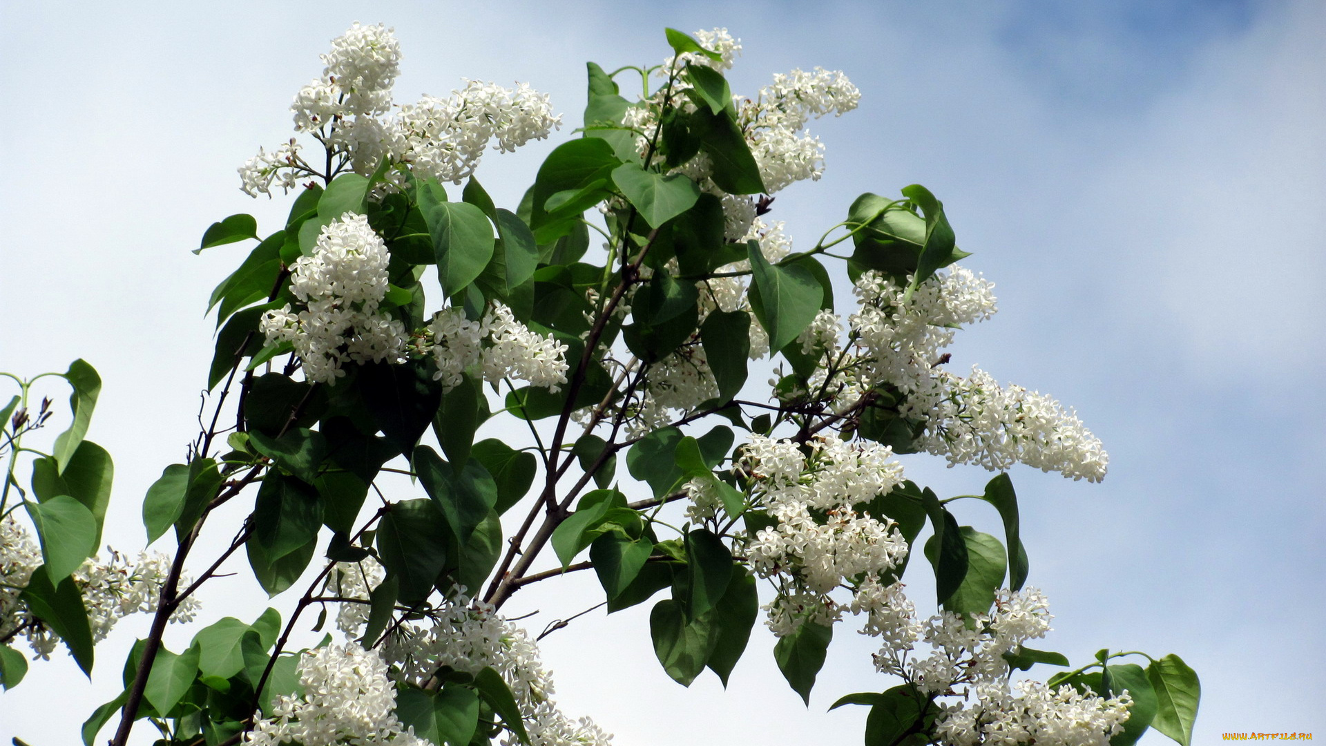цветы, сирень, гроздья, весна, куст, белые