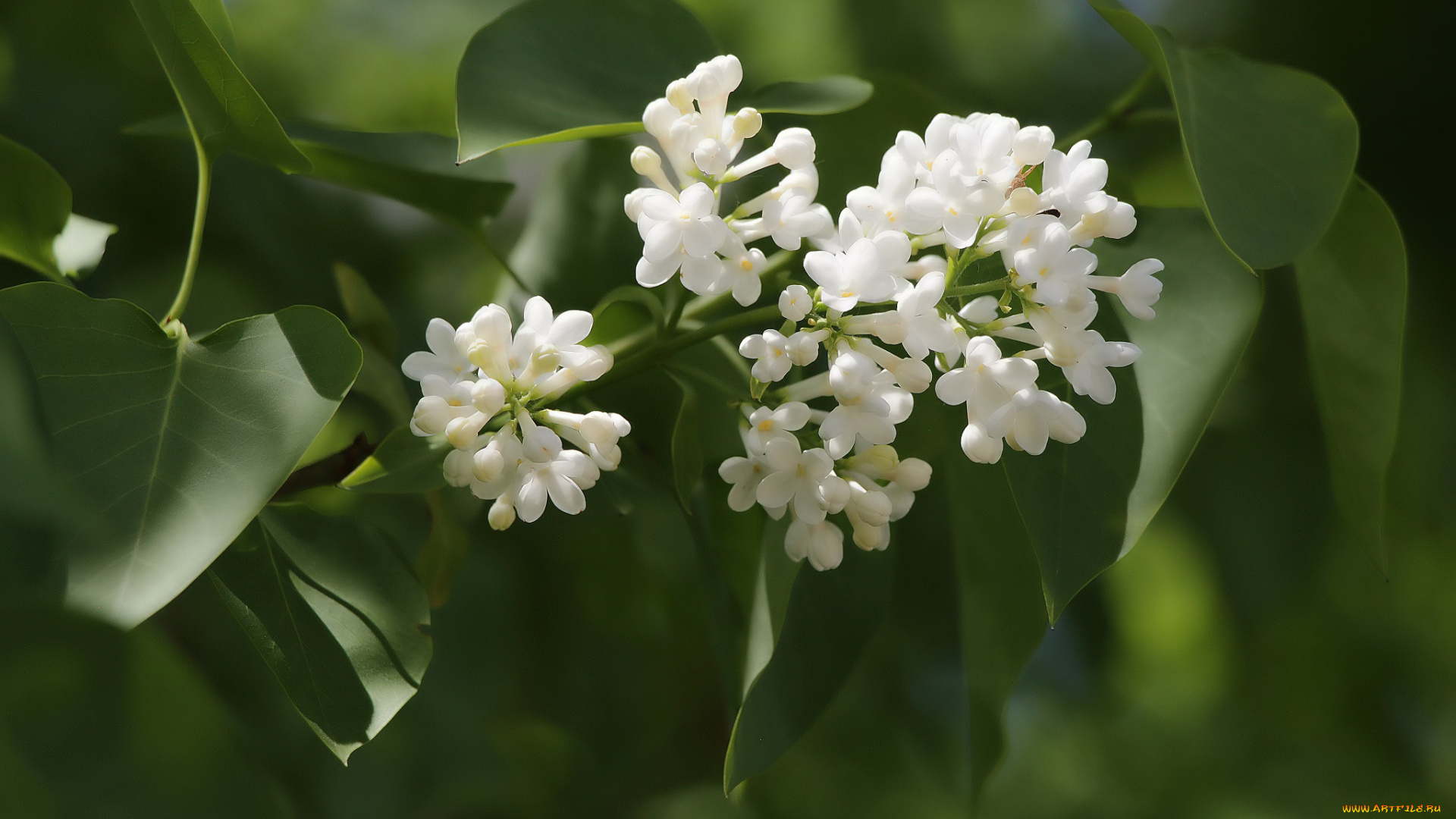 цветы, сирень, красота, весна, сад, тамбов, тамбовская, область, природа