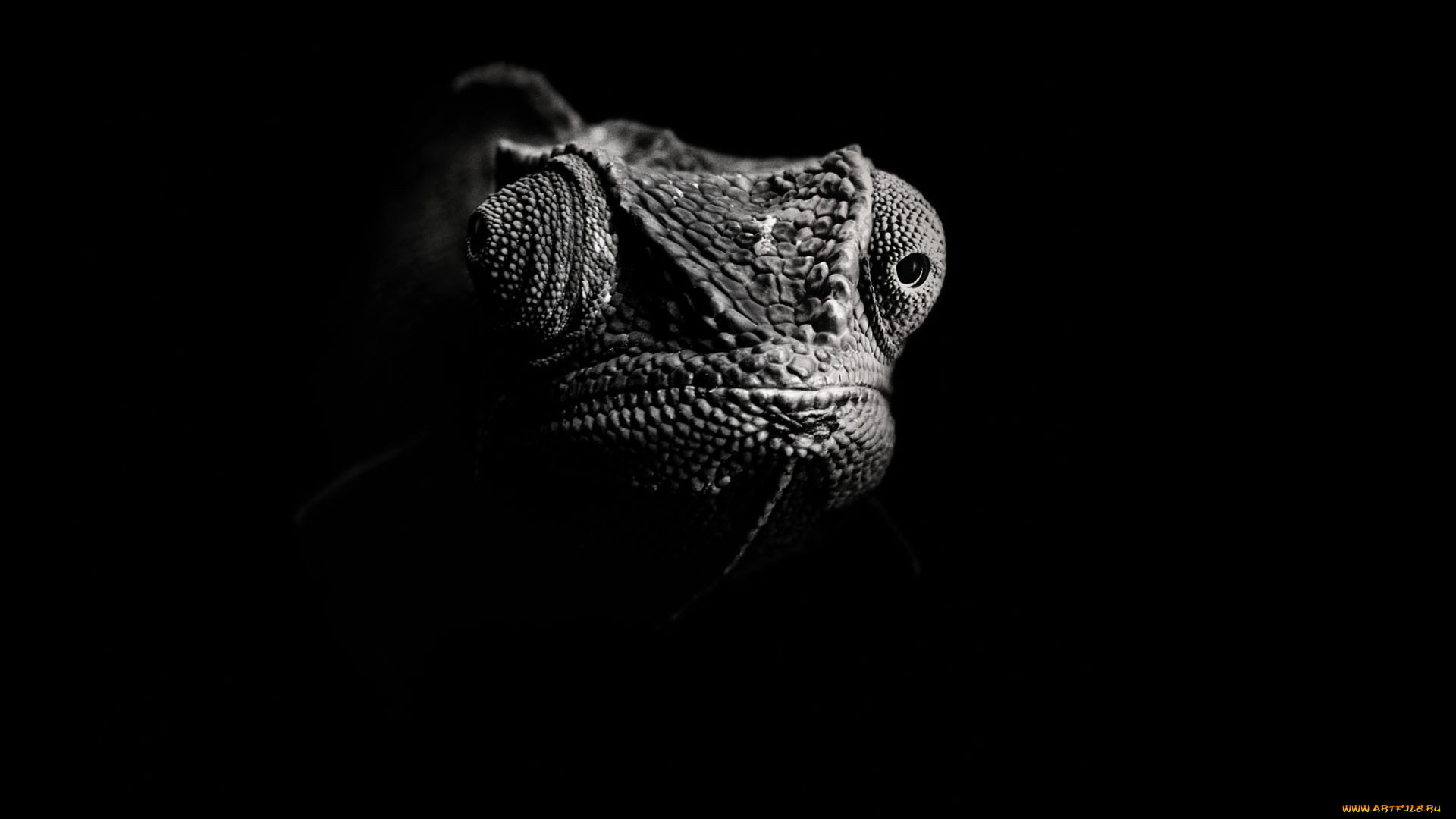 животные, хамелеоны, черно-белая, ящерица, хамелеон, голова