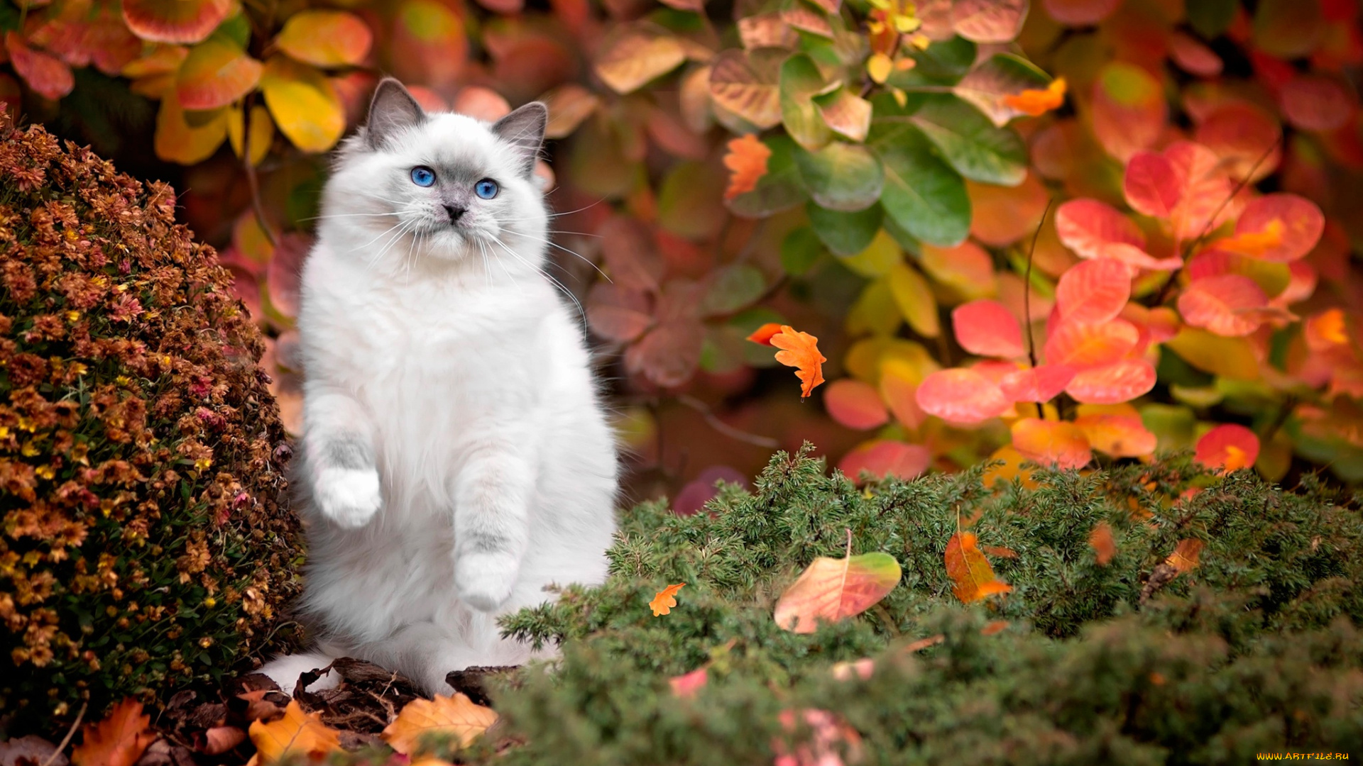 животные, коты, кот, осень, трава, листья, кусты, белый, природа, голубые, глаза, кошка