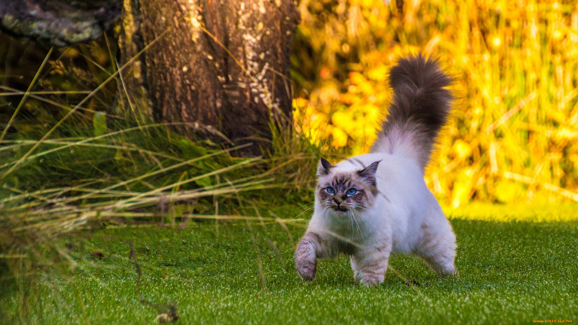 животные, коты, кот, пушистый, хвост, бирманская, кошка, прогулка