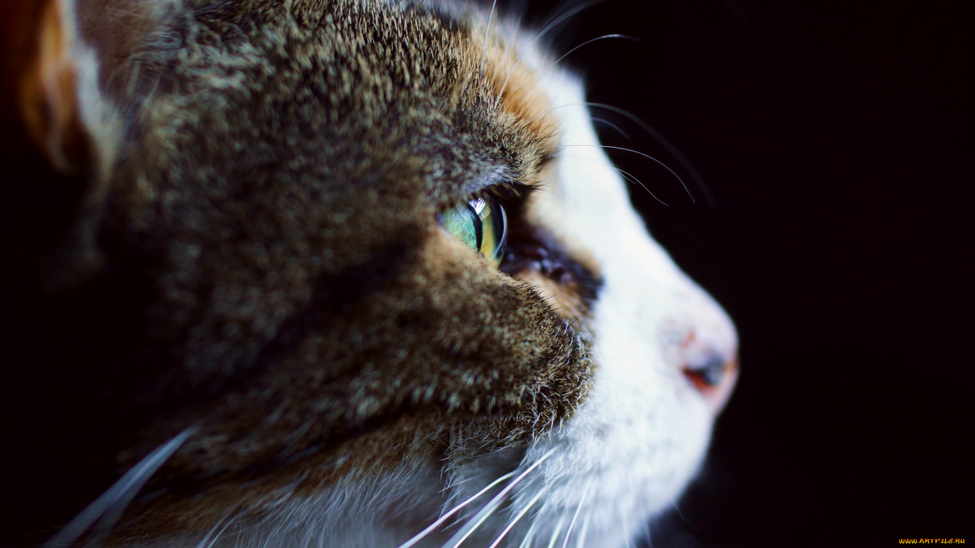 животные, коты, морда, профиль