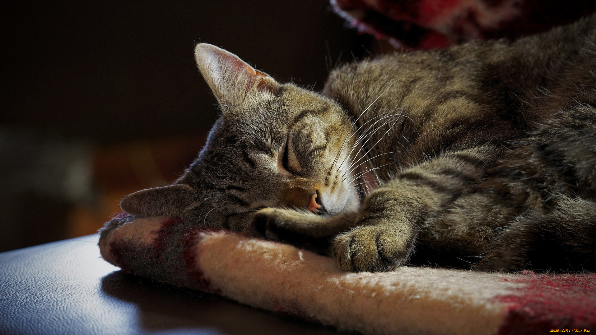 животные, коты, отдых