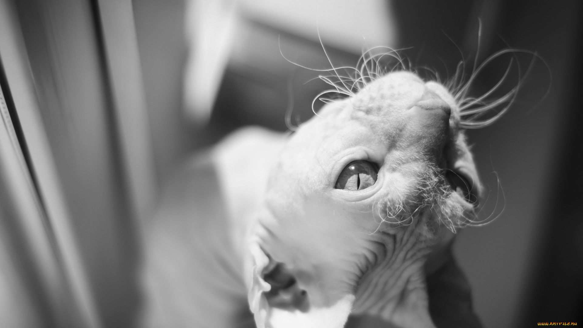 животные, коты, сфинкс